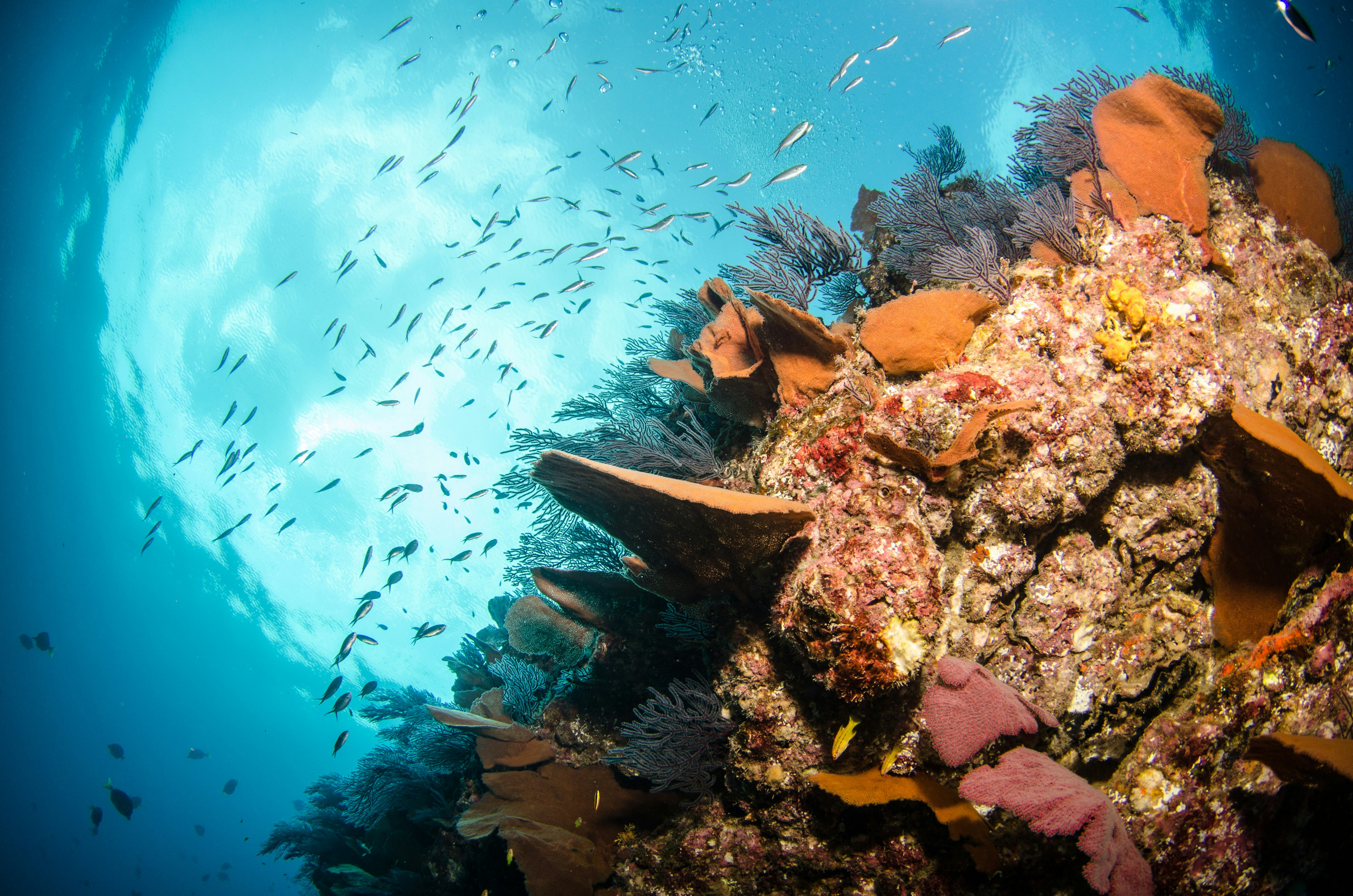 A colorful underwater reef, with schools of fish swirling toward the surface.