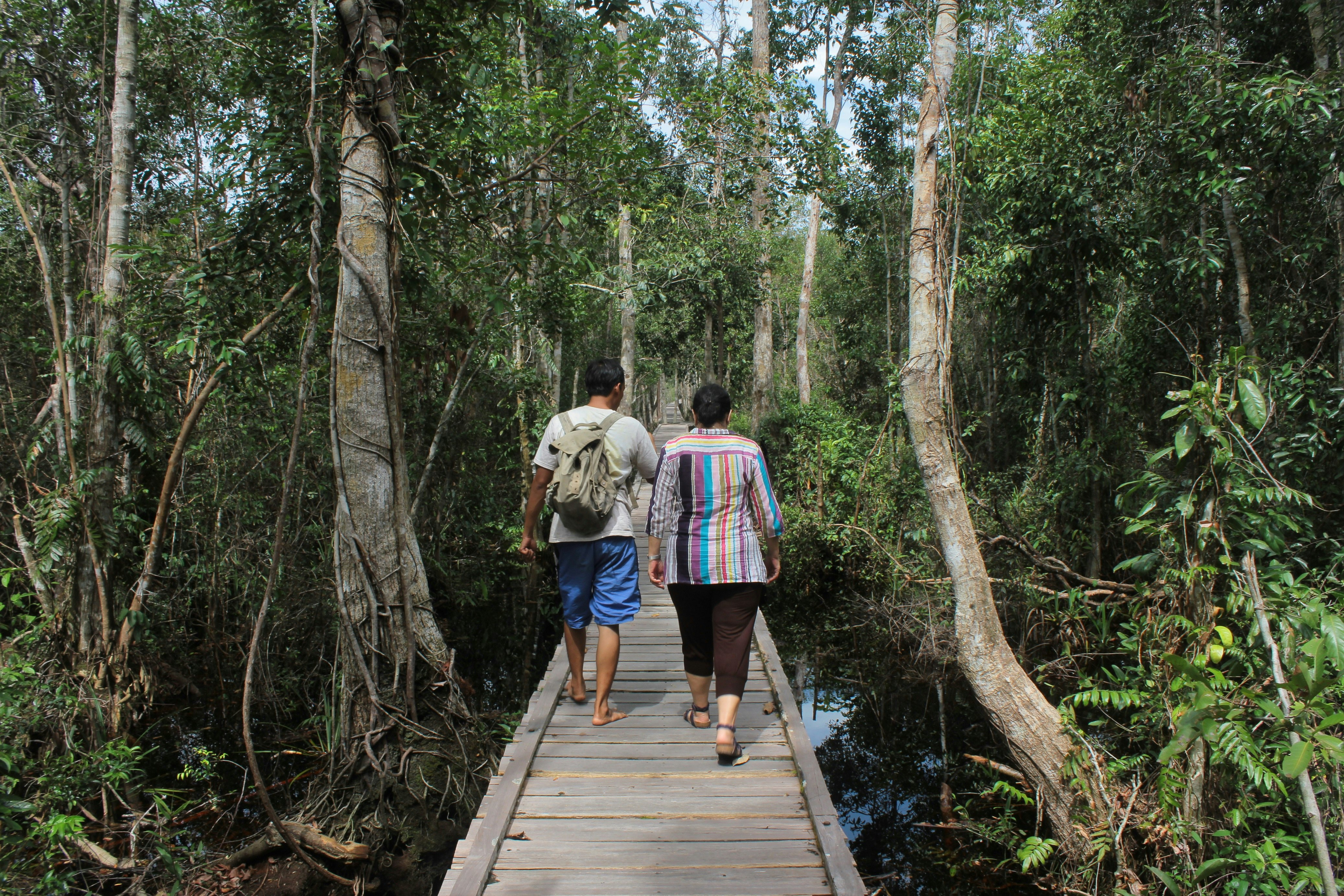 Tourists strolling a boardwalk through a lush forest