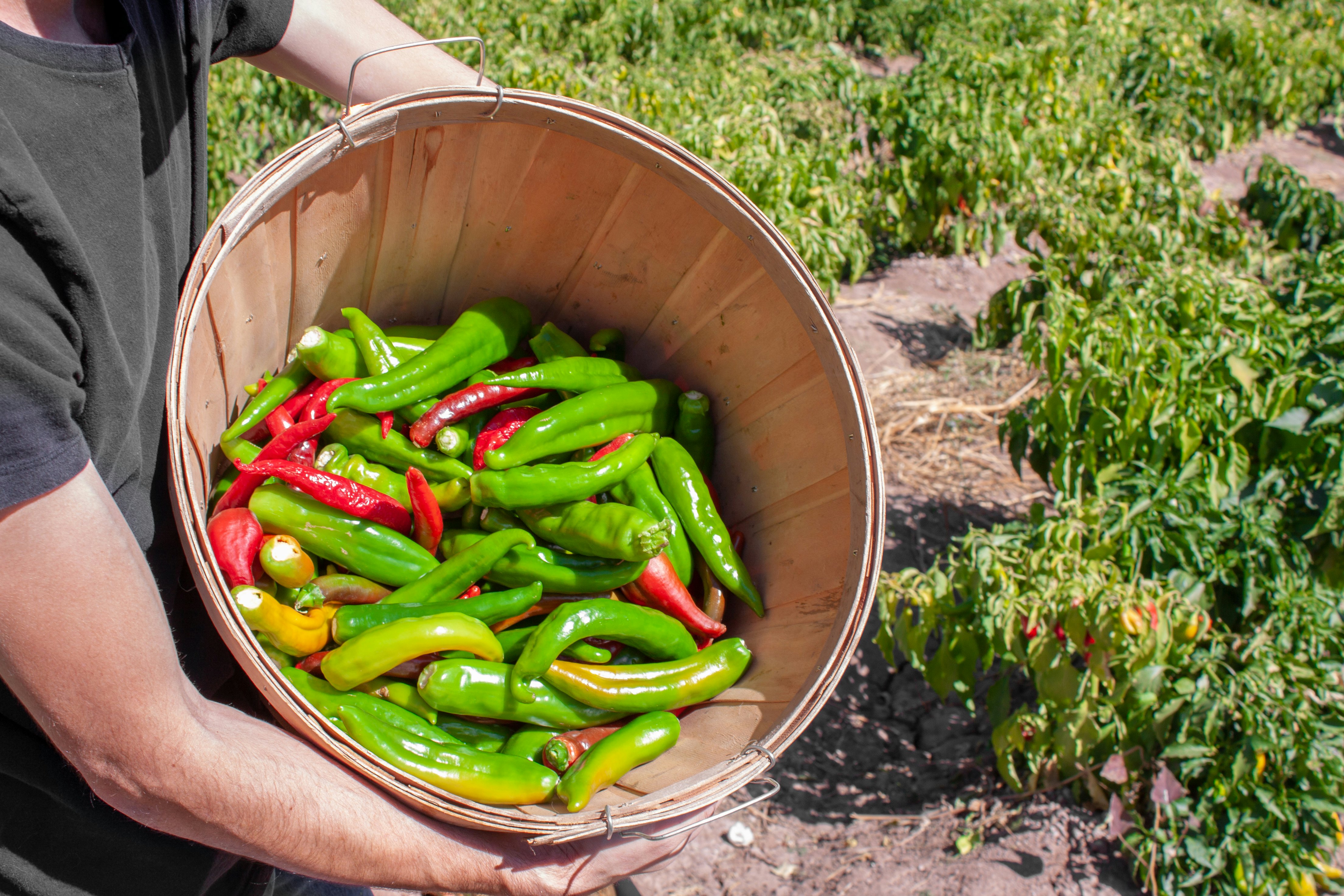 Man holds up bucket of fresh red and green hatch valley chile at a chilli farm