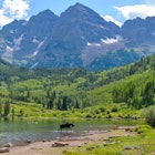 Moose at Maroon Lake - A young moose, with only one antler, walking and feeding in Maroon Lake at base of Maroon Bells on a sunny Summer evening. Aspen, Colorado, USA., License Type: media, Download Time: 2025-03-17T13:14:51.000Z, User: meg3348277, Editorial: false, purchase_order: 56530 - Guidebooks, job: Global Publishing-WIP, client: Colorado 5, other: Megan Cassidy