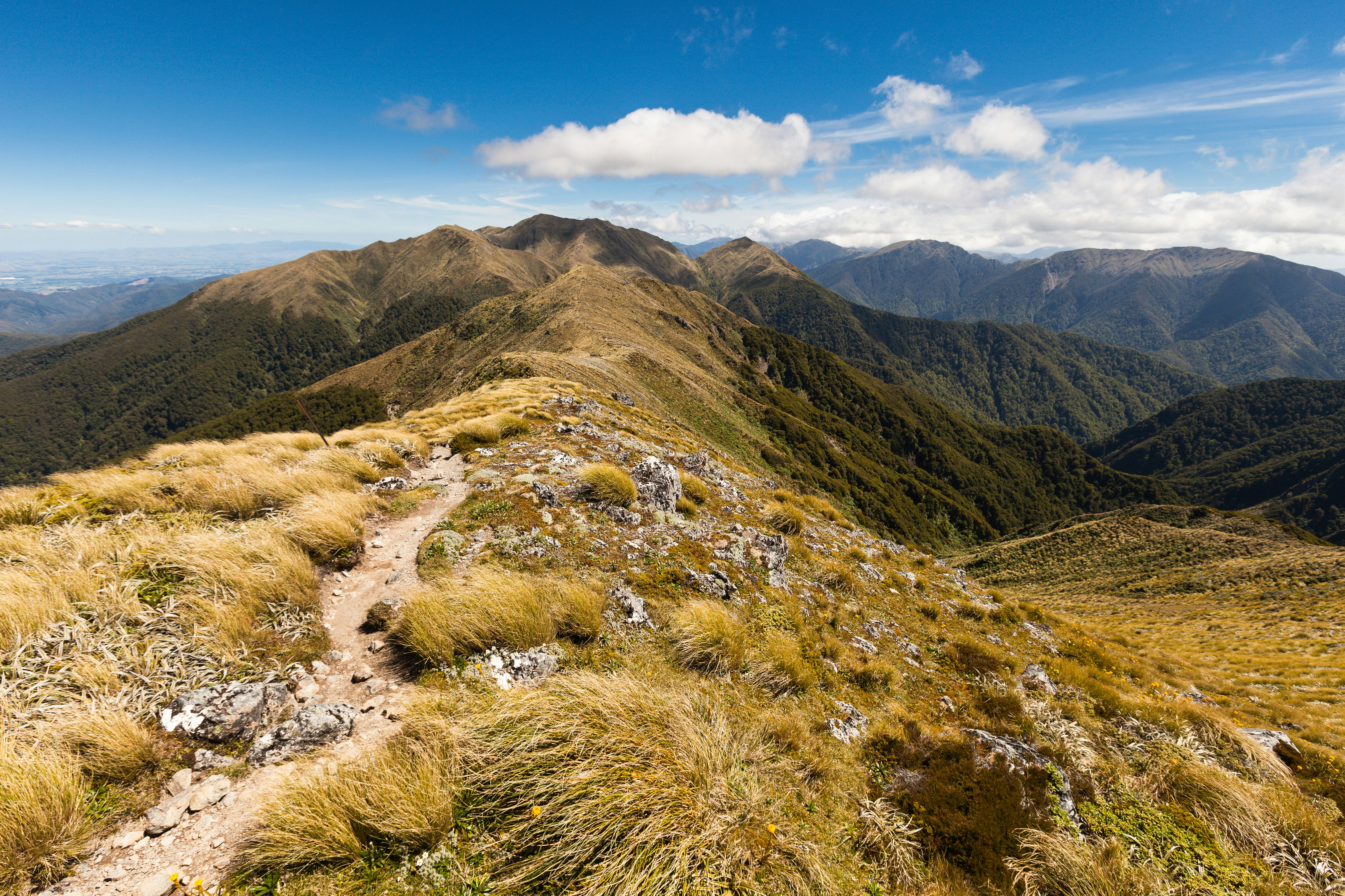 Ridge between Jumbo and Mount Holdsworth, Holdsworth Jumbo Circuit, Tararua Range, License Type: media, Download Time: 2025-05-28T10:03:10.000Z, User: lonelyplanetmedia, Editorial: false, purchase_order: 65050 - Digital Destinations and Articles, job: Global Publishing WIP, client: Global Publishing WIP, other: Peterson Haggarty // SS Comp Ingestion