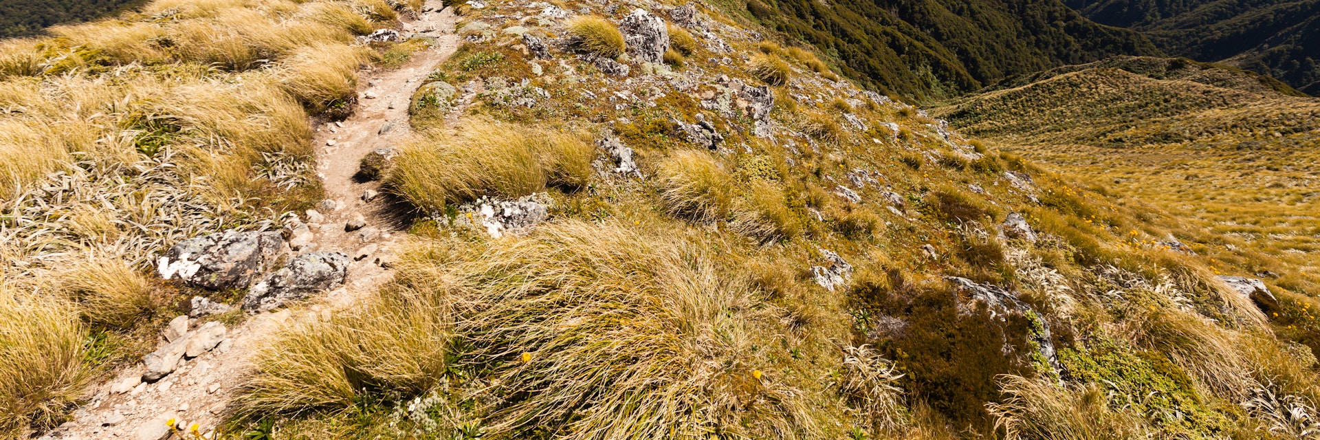 Ridge between Jumbo and Mount Holdsworth, Holdsworth Jumbo Circuit, Tararua Range, License Type: media, Download Time: 2025-05-28T10:03:10.000Z, User: lonelyplanetmedia, Editorial: false, purchase_order: 65050 - Digital Destinations and Articles, job: Global Publishing WIP, client: Global Publishing WIP, other: Peterson Haggarty // SS Comp Ingestion