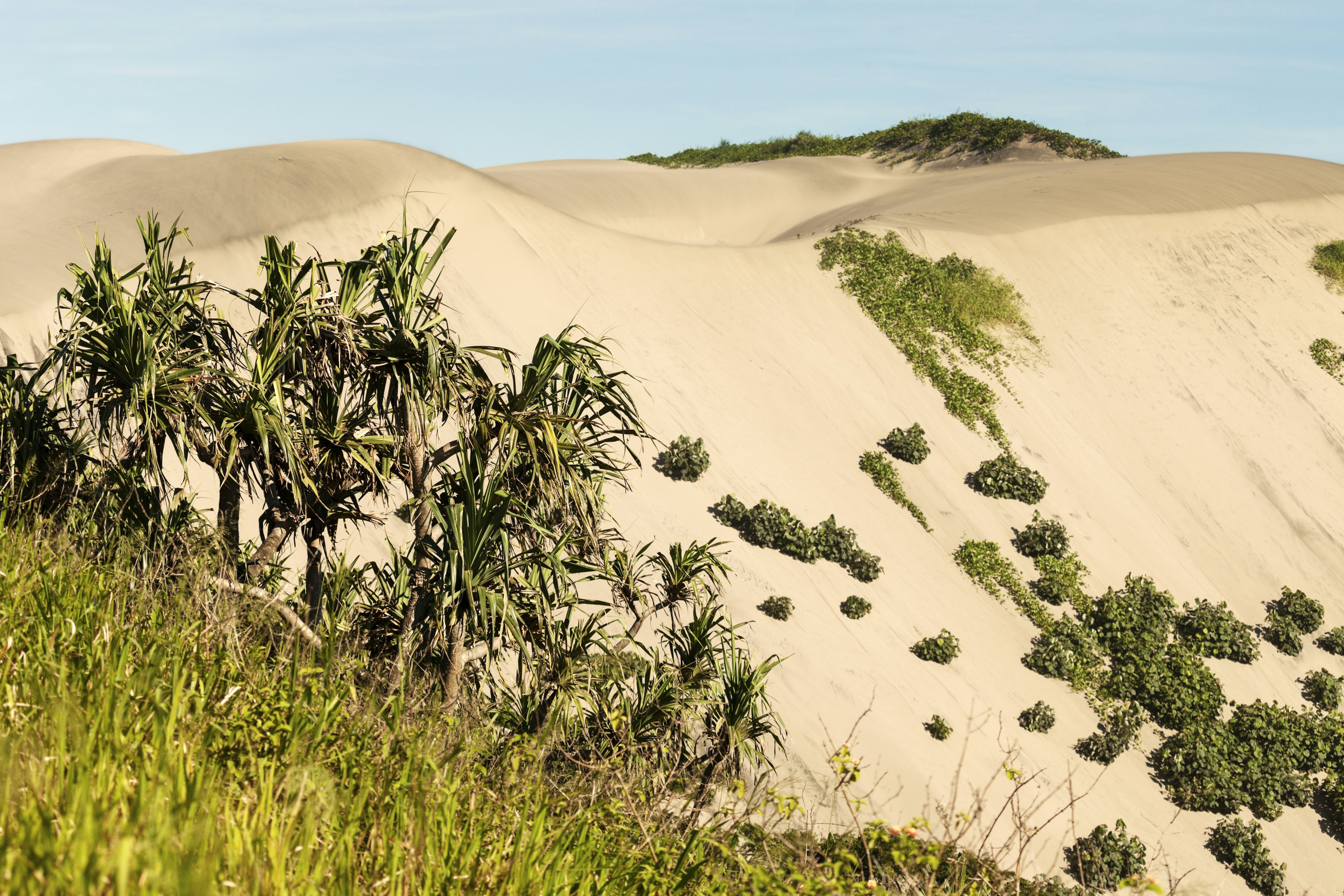 Huge sand dunes with palm trees and green foliage