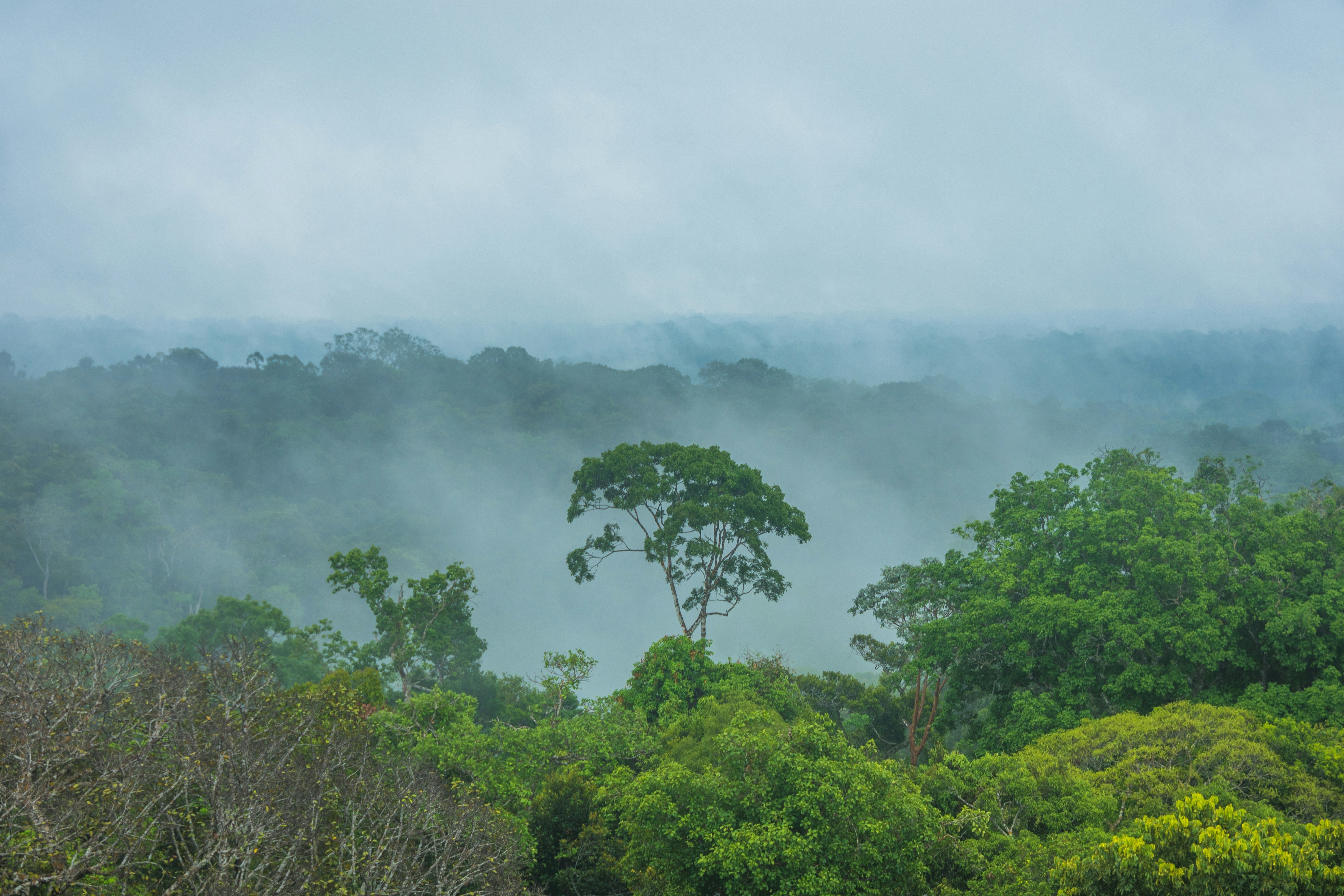 View of a quickly evaporation of water in the Amazon forest, after a rainstorm, a phenomenon known as flying river - Manaus, Amazonas, Brazil