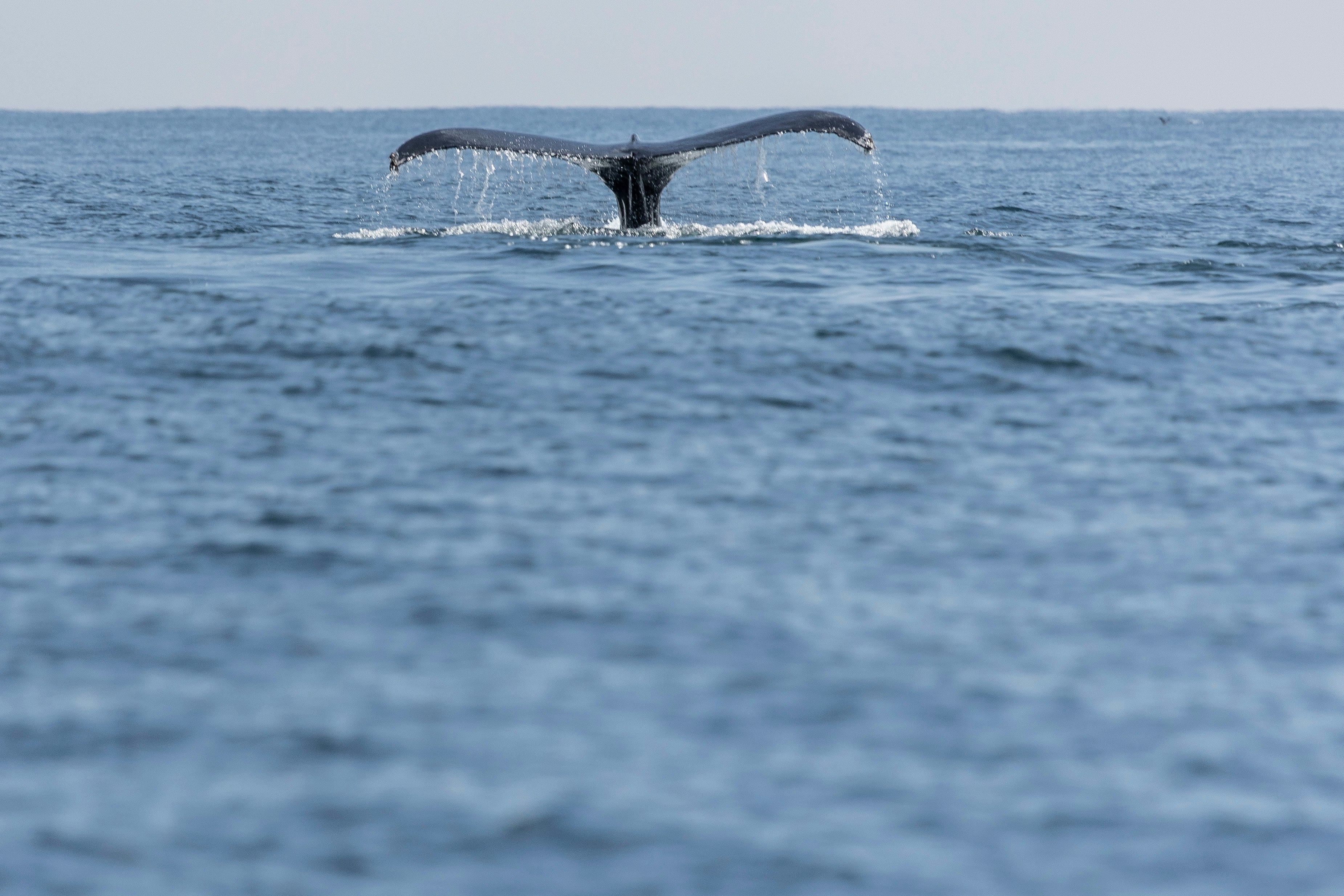 A whale's tail with water dripping off it is seen coming out of the ocean on an overcast day.