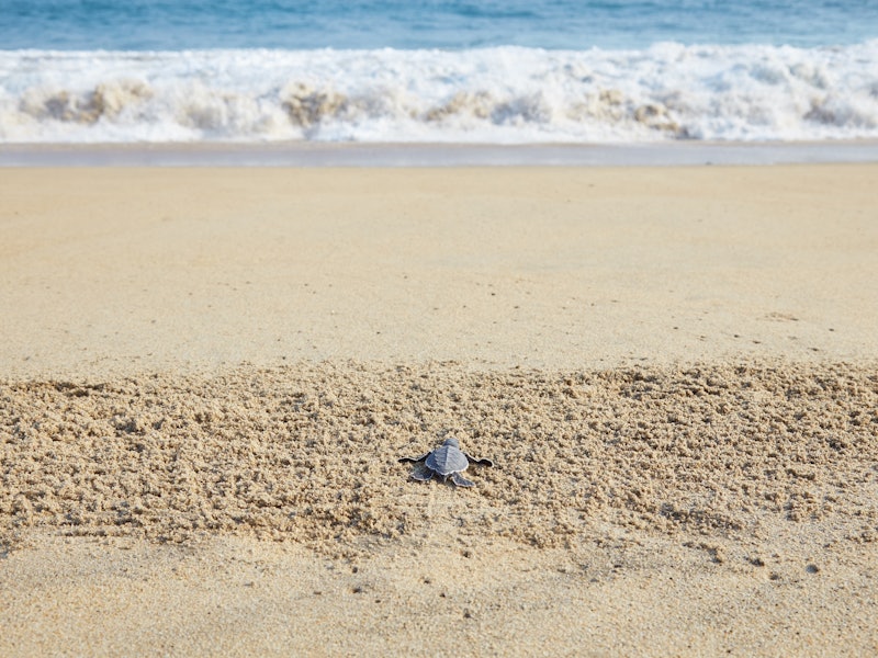 A baby turtle makes its way across the sand toward the ocean.