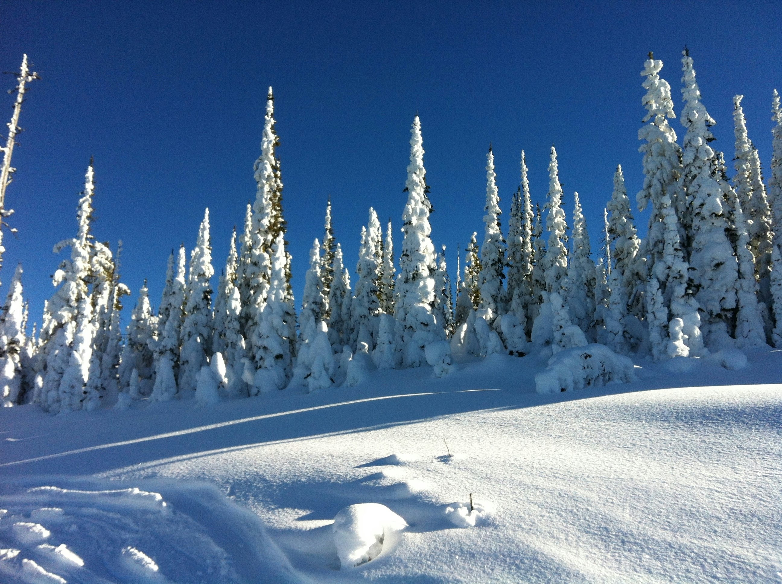 Snow-covered trees on a mountain ridge