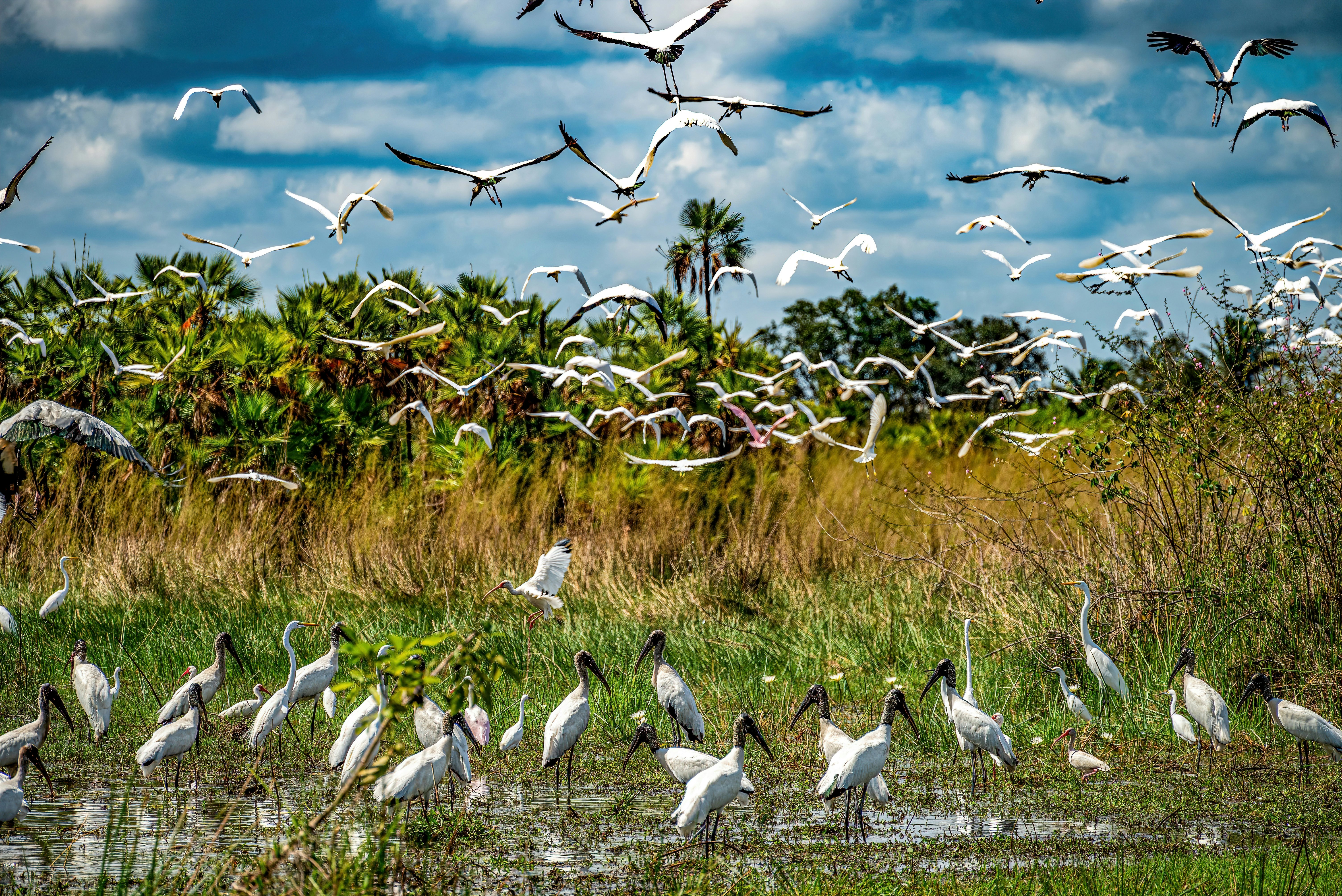 Many long-legged white birds standing in and flying above a marshy area on a sunny day.