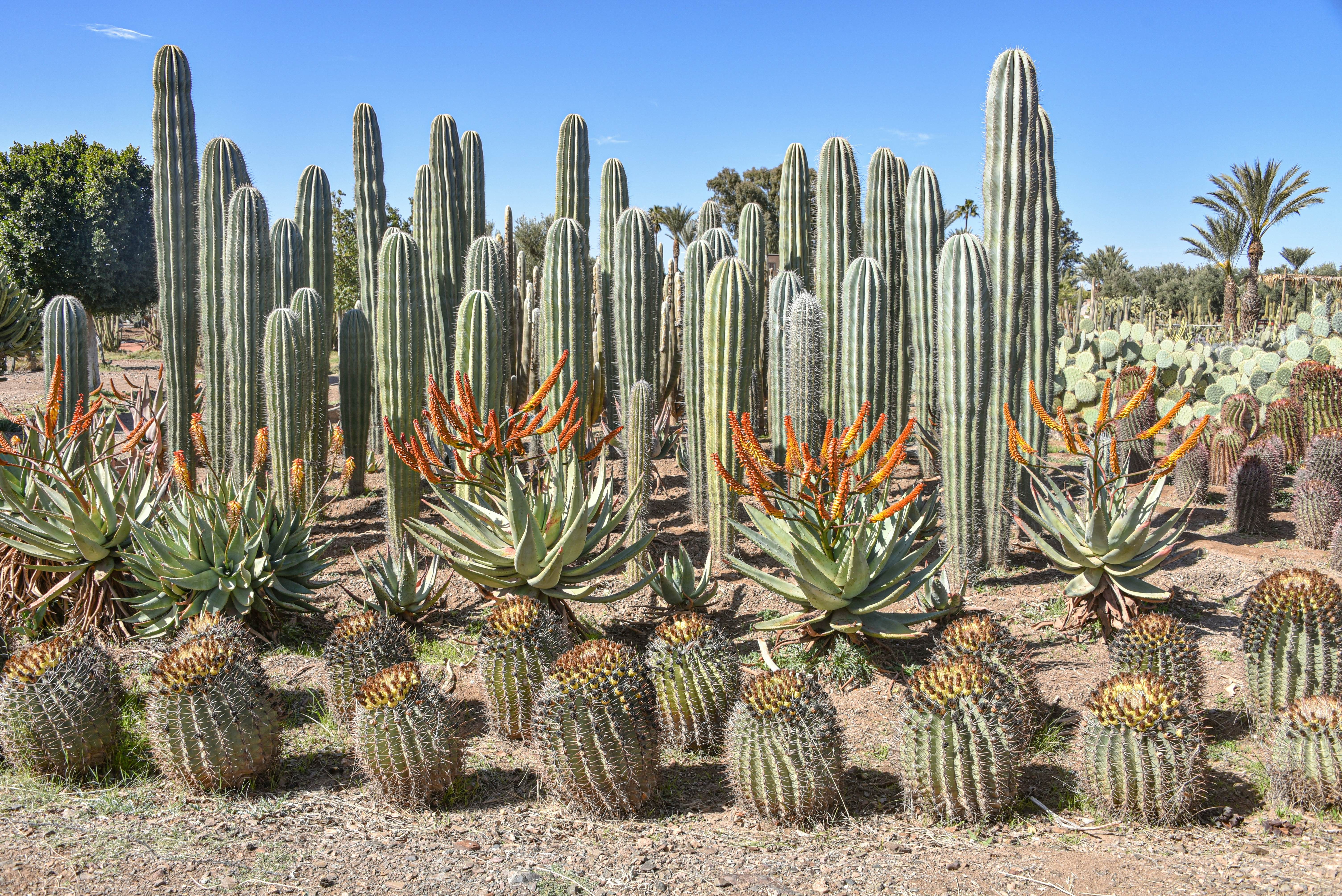 Marrakech, Morocco - Feb 25, 2023: Colourful cactus species growing at the Cactus Thiemann botanical gardens; Shutterstock ID 2356329975; purchase_order:65050 - Digital Destinations and Articles; job:lonely planet; client:A guide to Marrakesh's best-kept secrets; other:Kathleen Baxter
2356329975