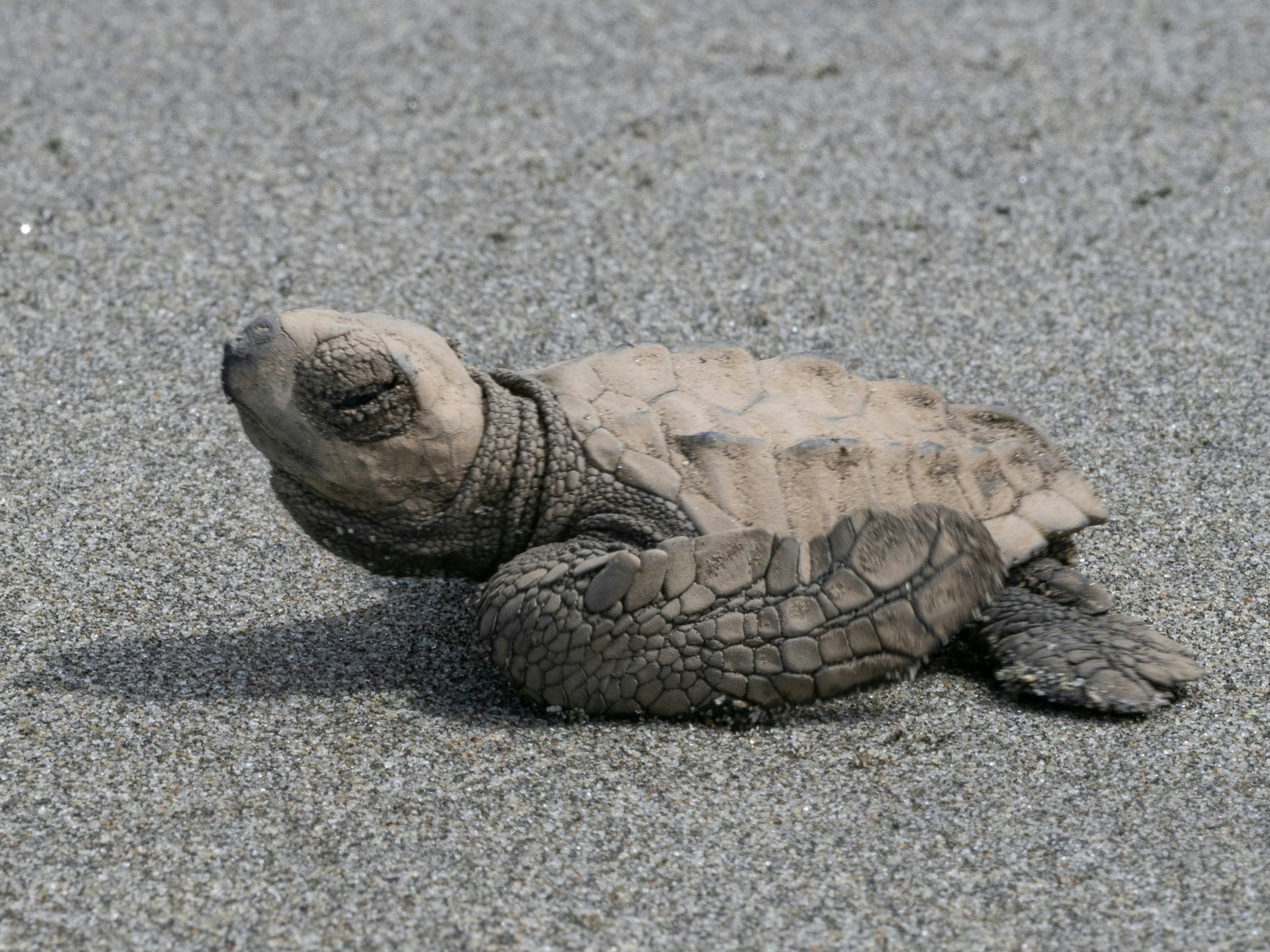 A baby olive ridley turtle shuffling over the sand.