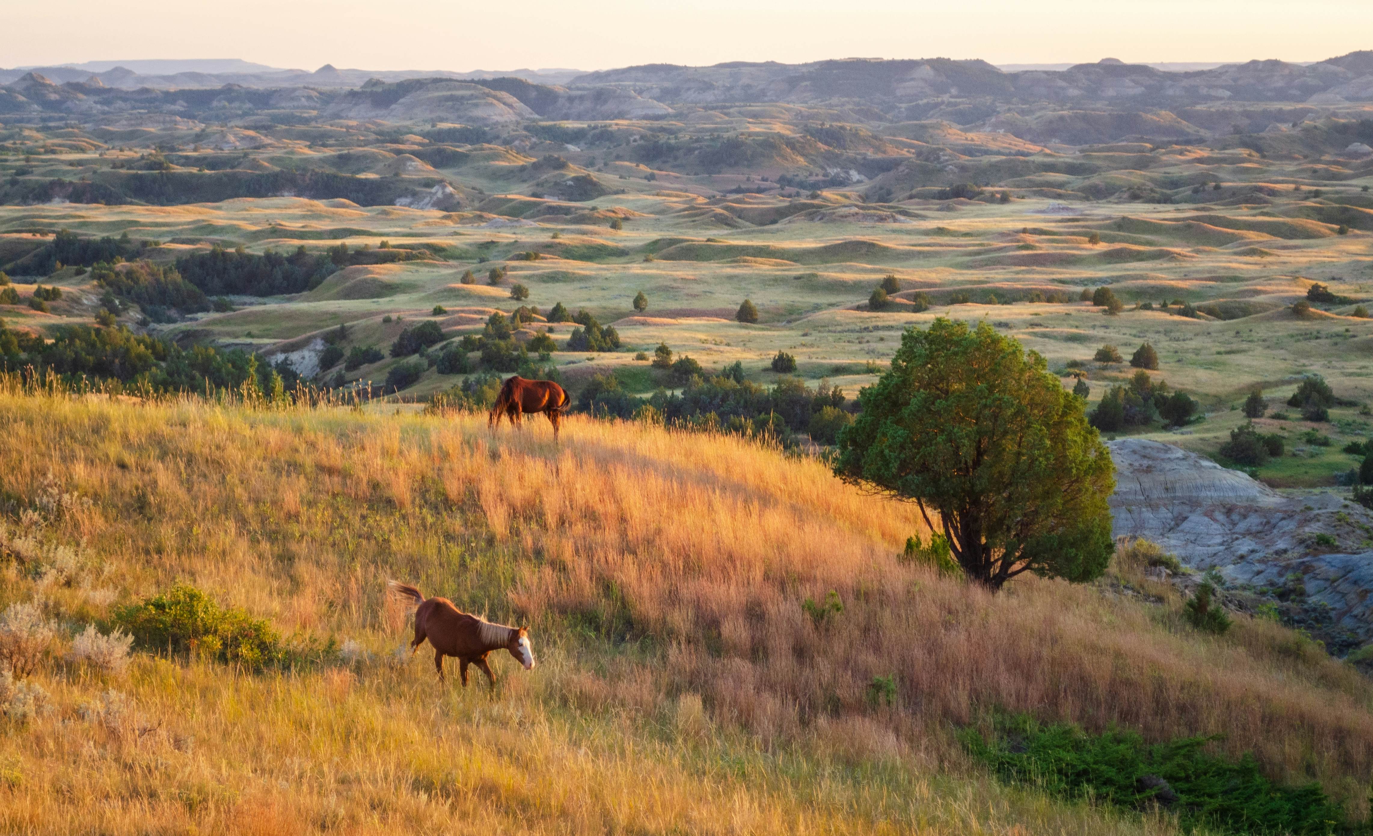 A guide to Theodore Roosevelt National Park, North Dakota