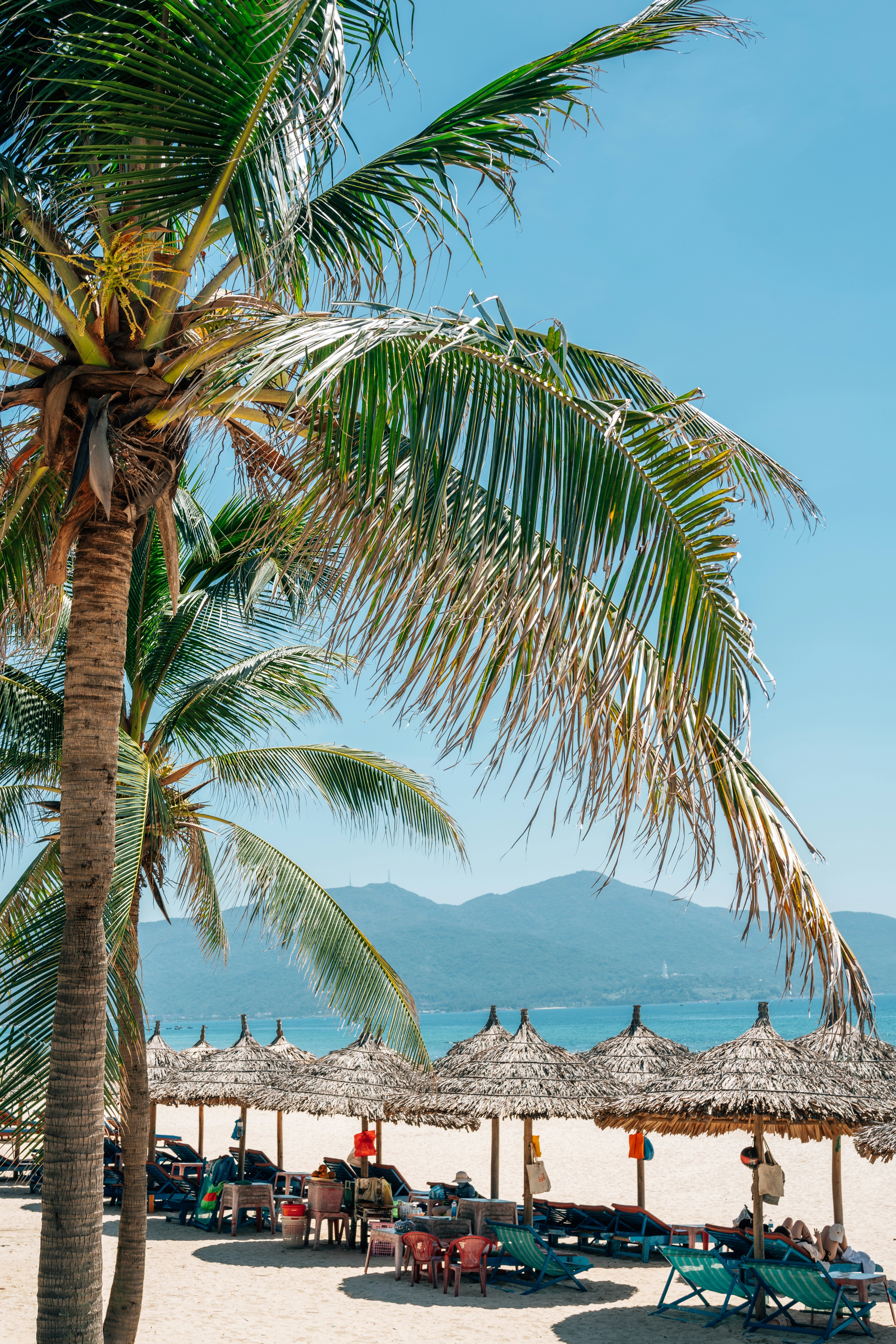 A row of sunloungers under sunshades backed by a row of palm trees.