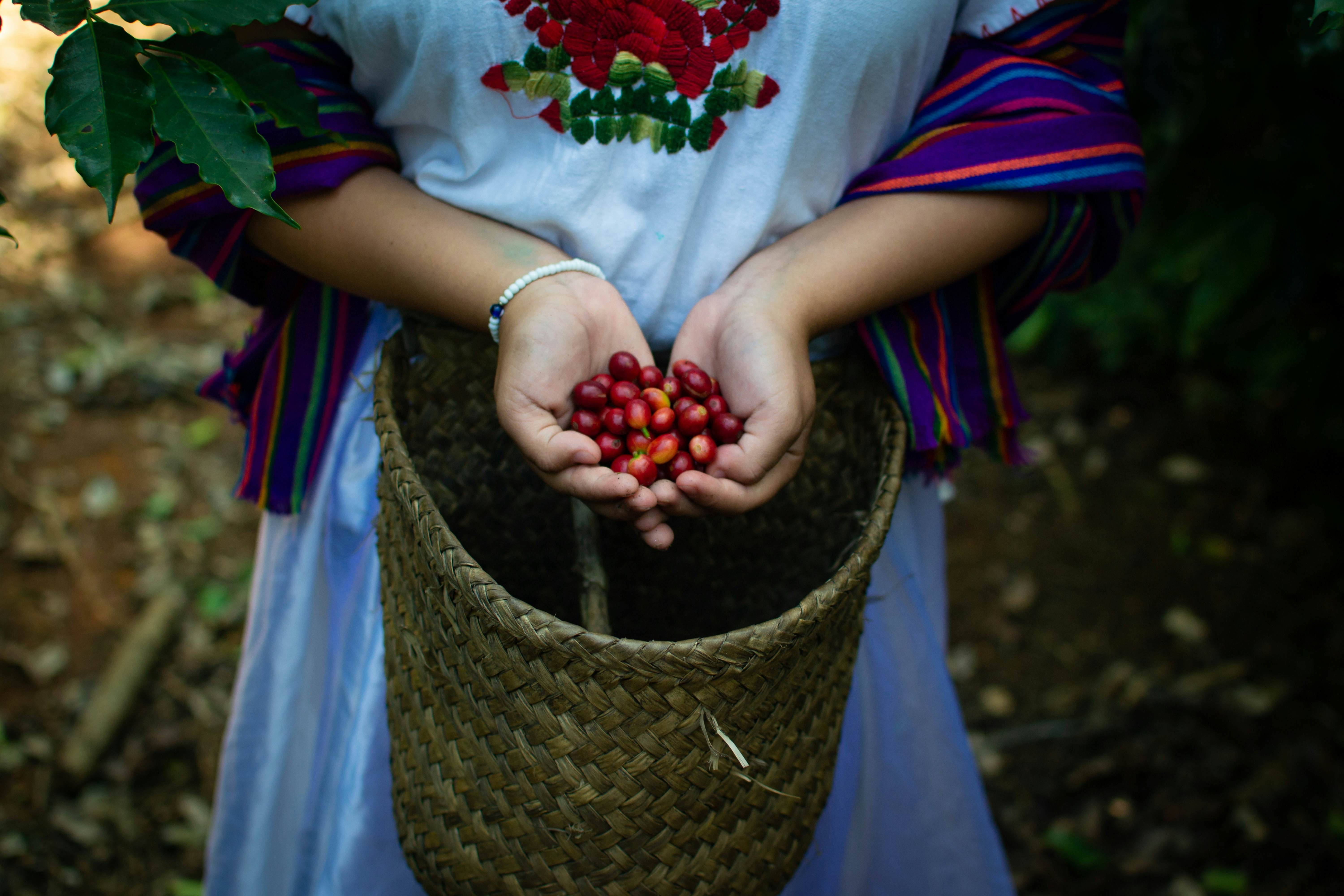 A woman holds reddish, ripened coffee beans in her palms above a woven basket.