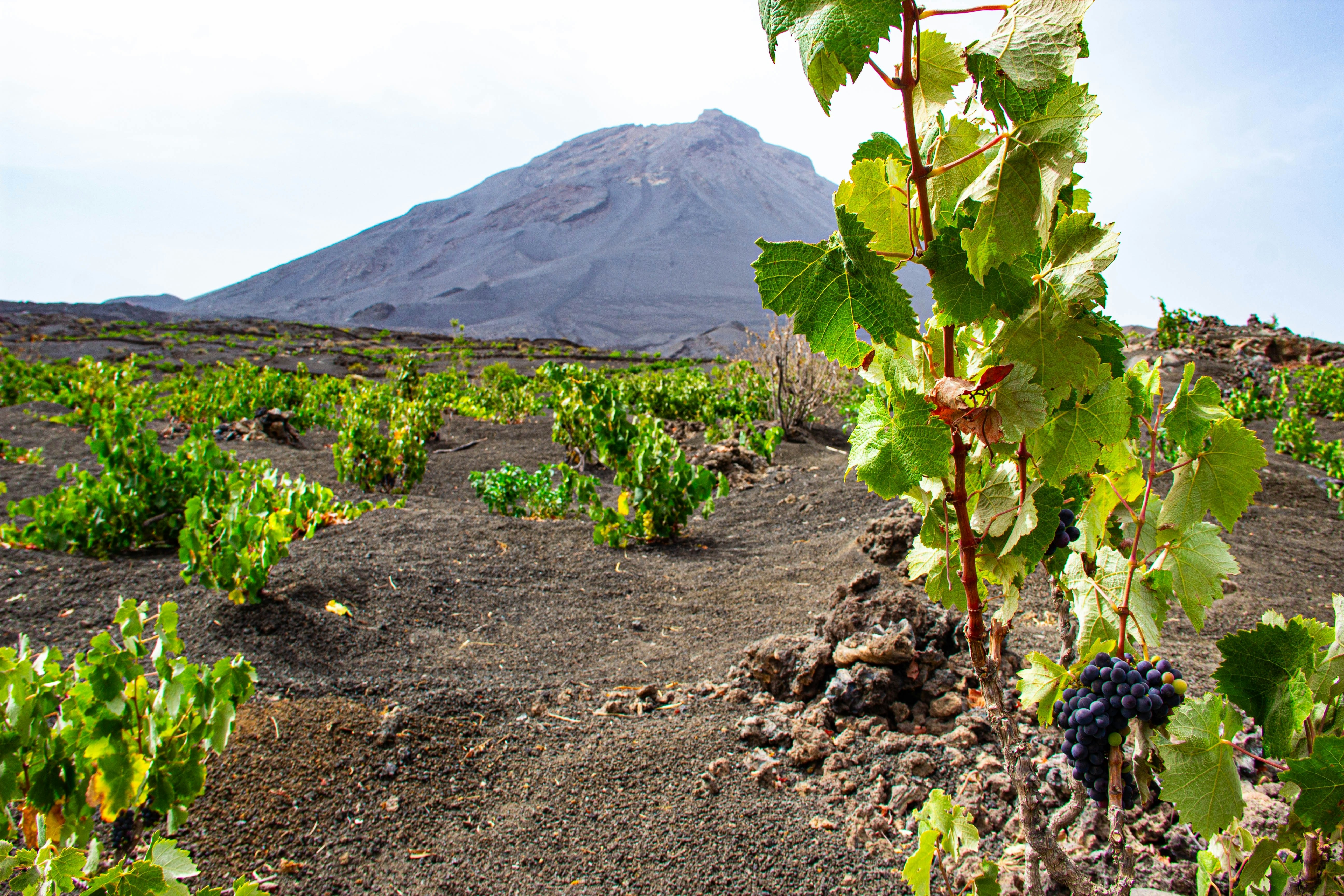 Green vines are intermittently planted in a field of volcanic ash. A crater rises in the distance.