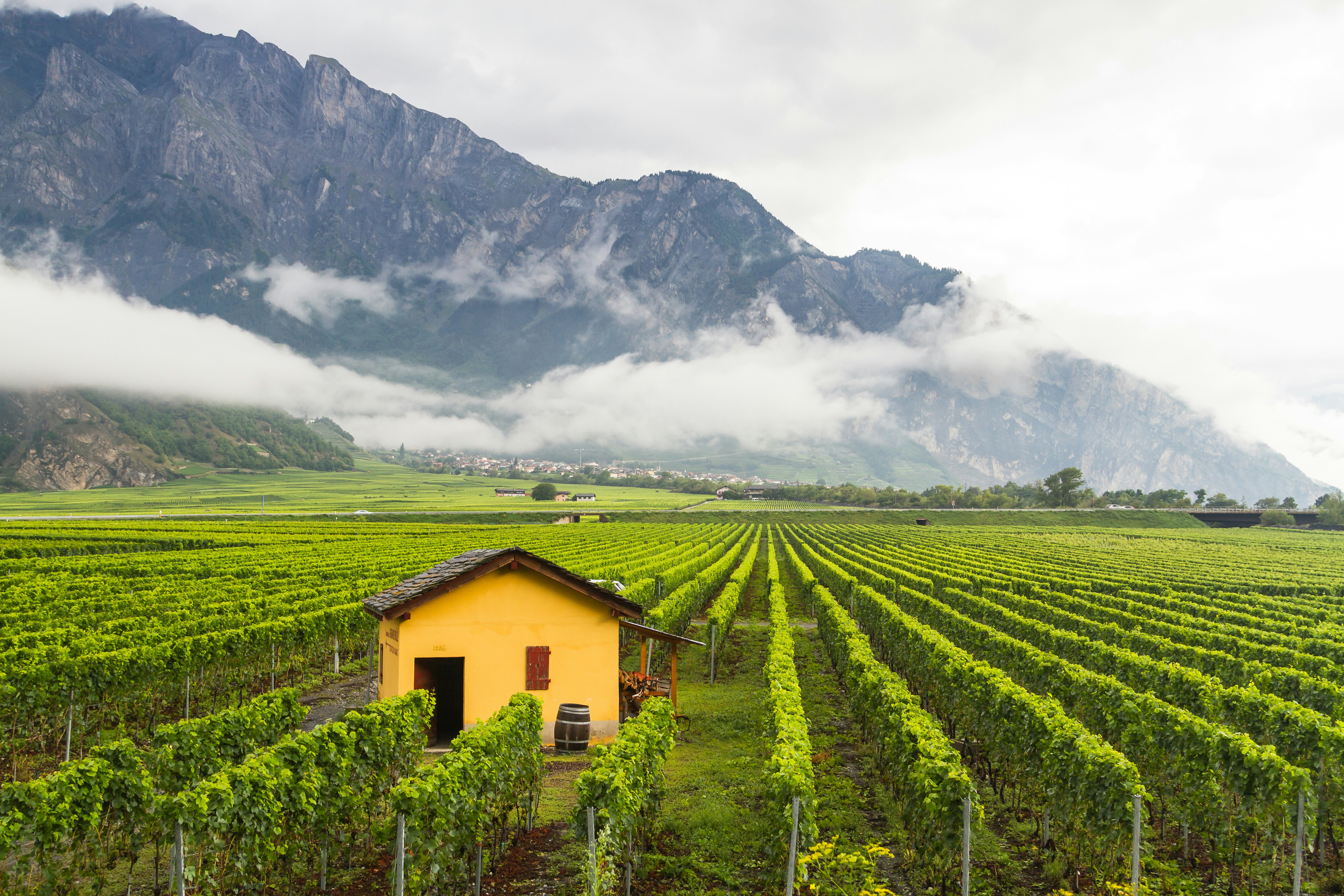Vineyard with small yellow building in the fields and rocky mountains and low-hanging clouds in the distance.