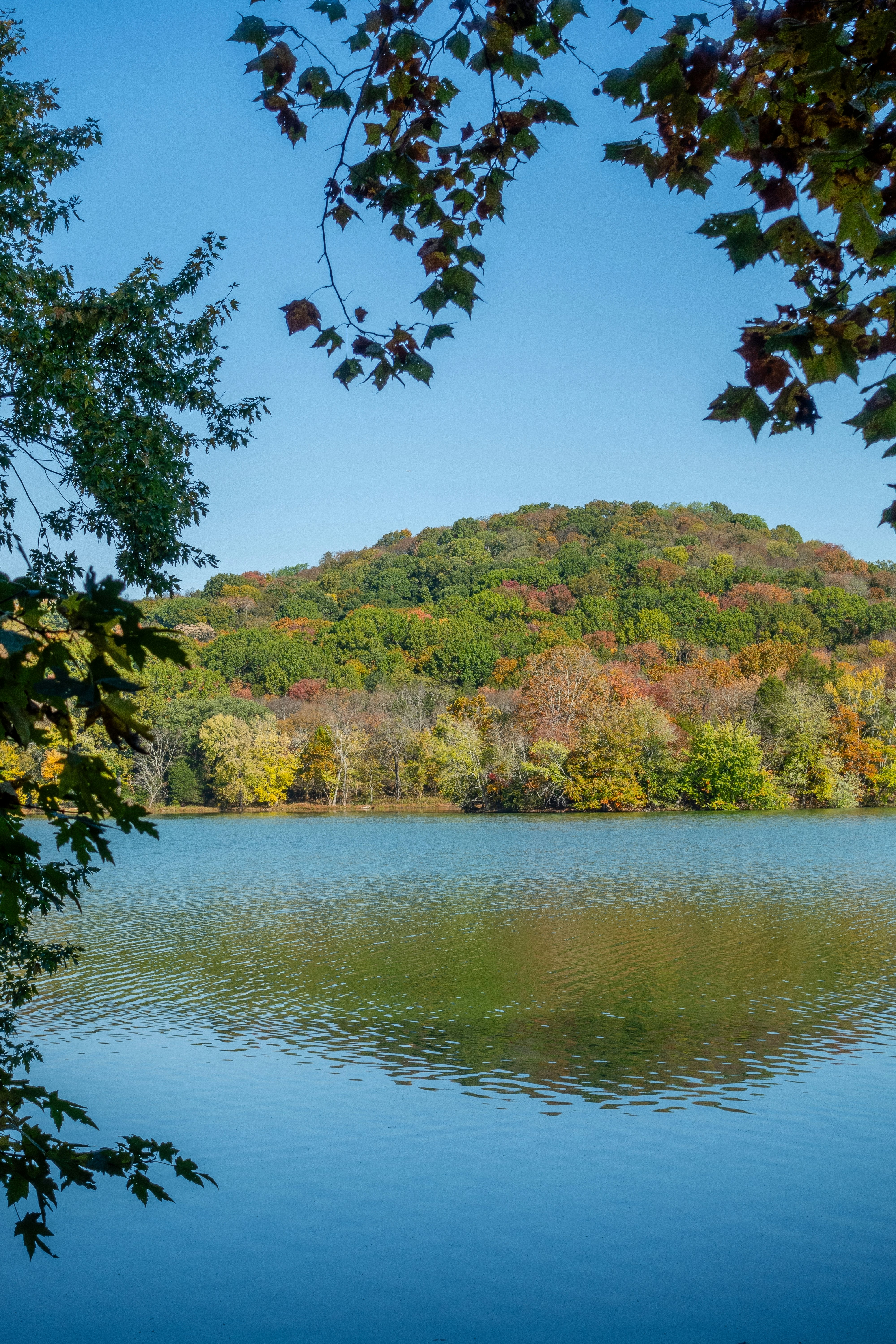 A lake with a low, forested hillside on a sunny, fall day. Some of the trees have lost their leaves; others are turning color.
