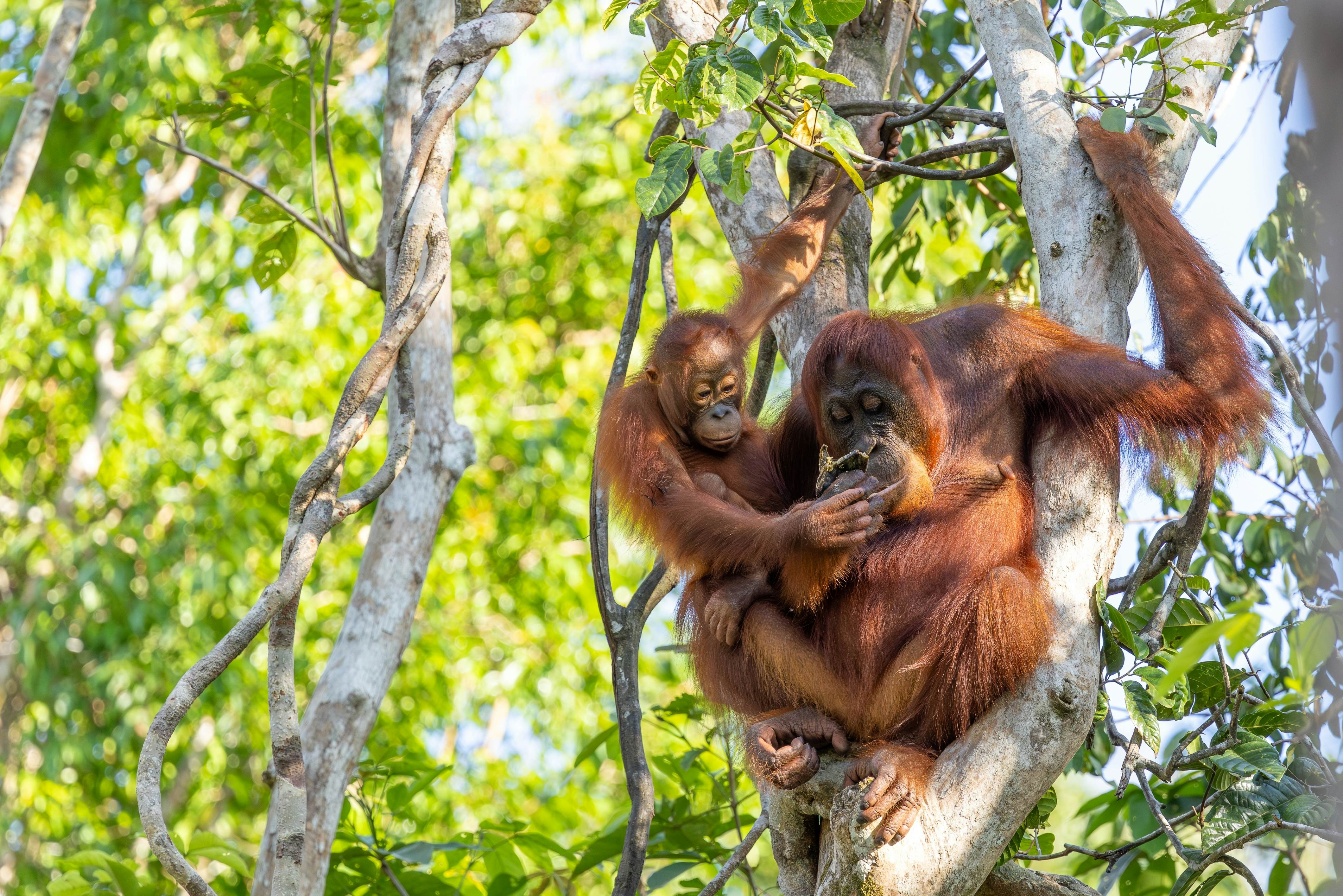 Mother Bornean orangutan and her baby sitting in a tree in the rainforest of Tanjung Puting National Park in Borneo, with the baby holding the mother’s arm and interacting while the mother holds food, License Type: media, Download Time: 2025-10-21T19:09:14.000Z, User: joebindloss38, Editorial: false, purchase_order: 65050 - Digital Destinations and Articles, job: Online Editorial, client:  An in-depth guide to Tanjung Puting National Park in Indonesia, other: Joe Bindloss