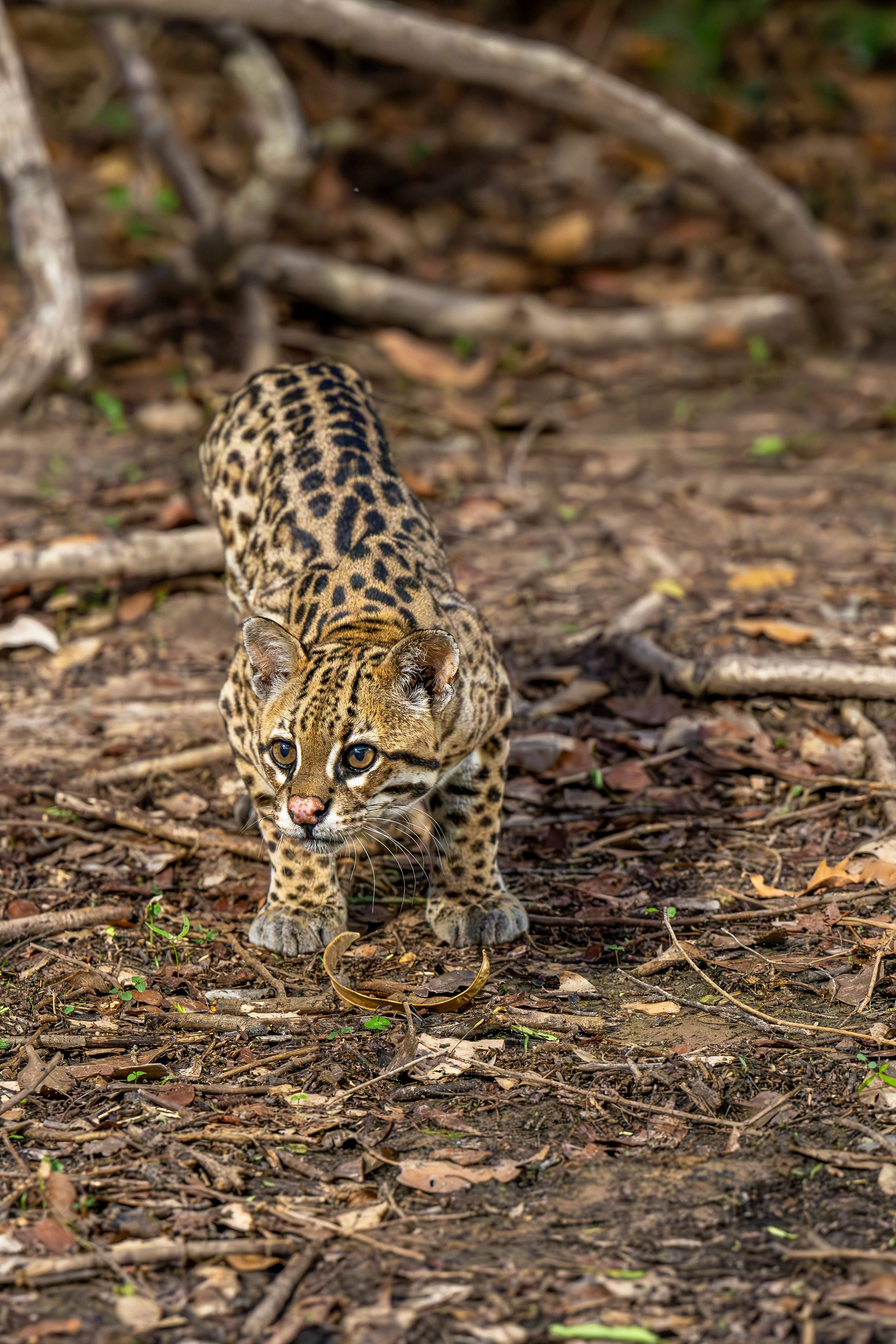 A tan cat with black spots on the forest floor in Brazil.