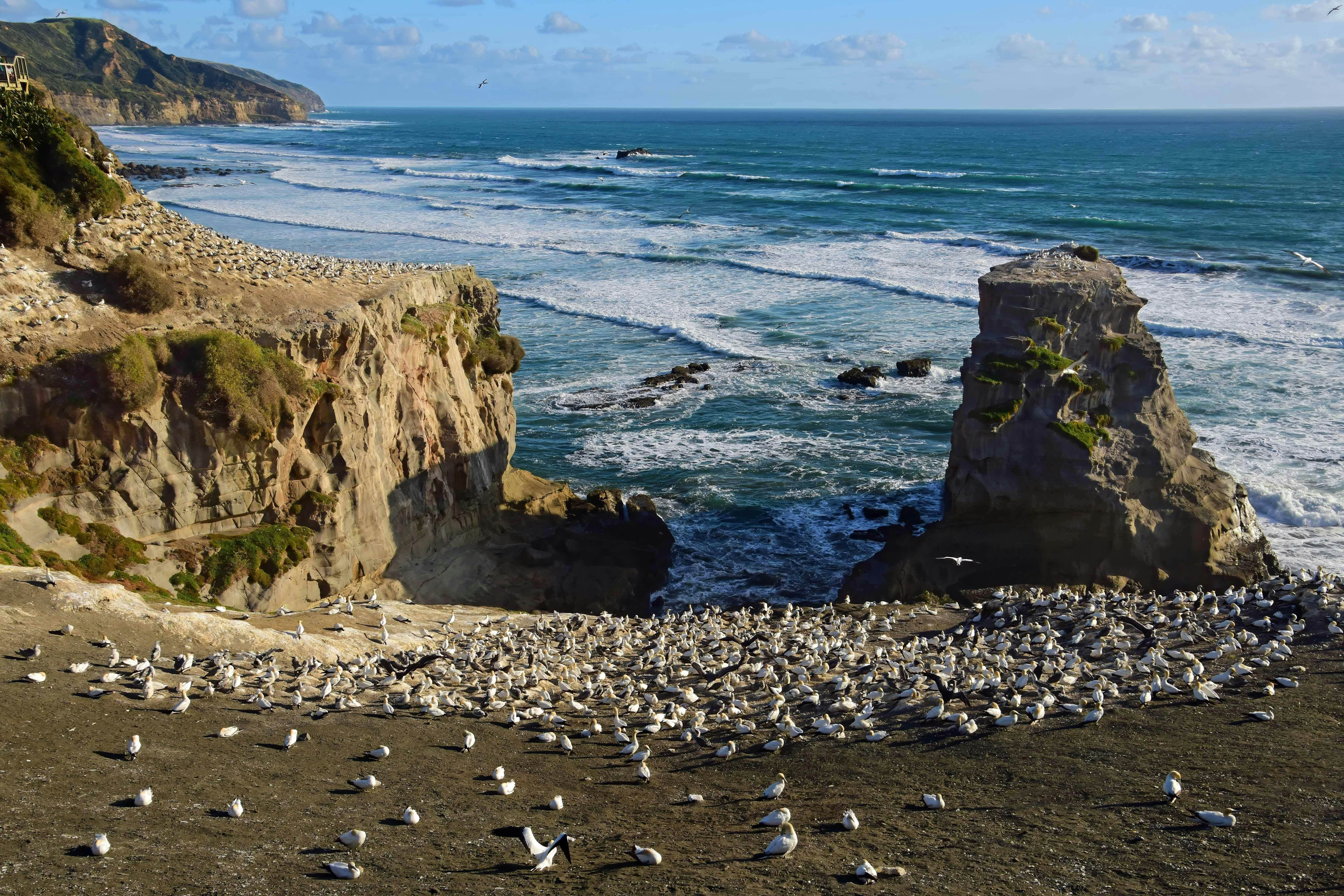 thousands of australasian gannets of the muriwai gannet colony on the coastal cliffs at otakamiro point on muriwai beach on the west coast of the north island of new zealand, on a sunny summer day; Shutterstock ID 2608152715; purchase_order:65050 - Digital Destinations and Articles; job:lonely planet; client:The best time to visit Auckland; other:Kathleen Baxter
2608152715
