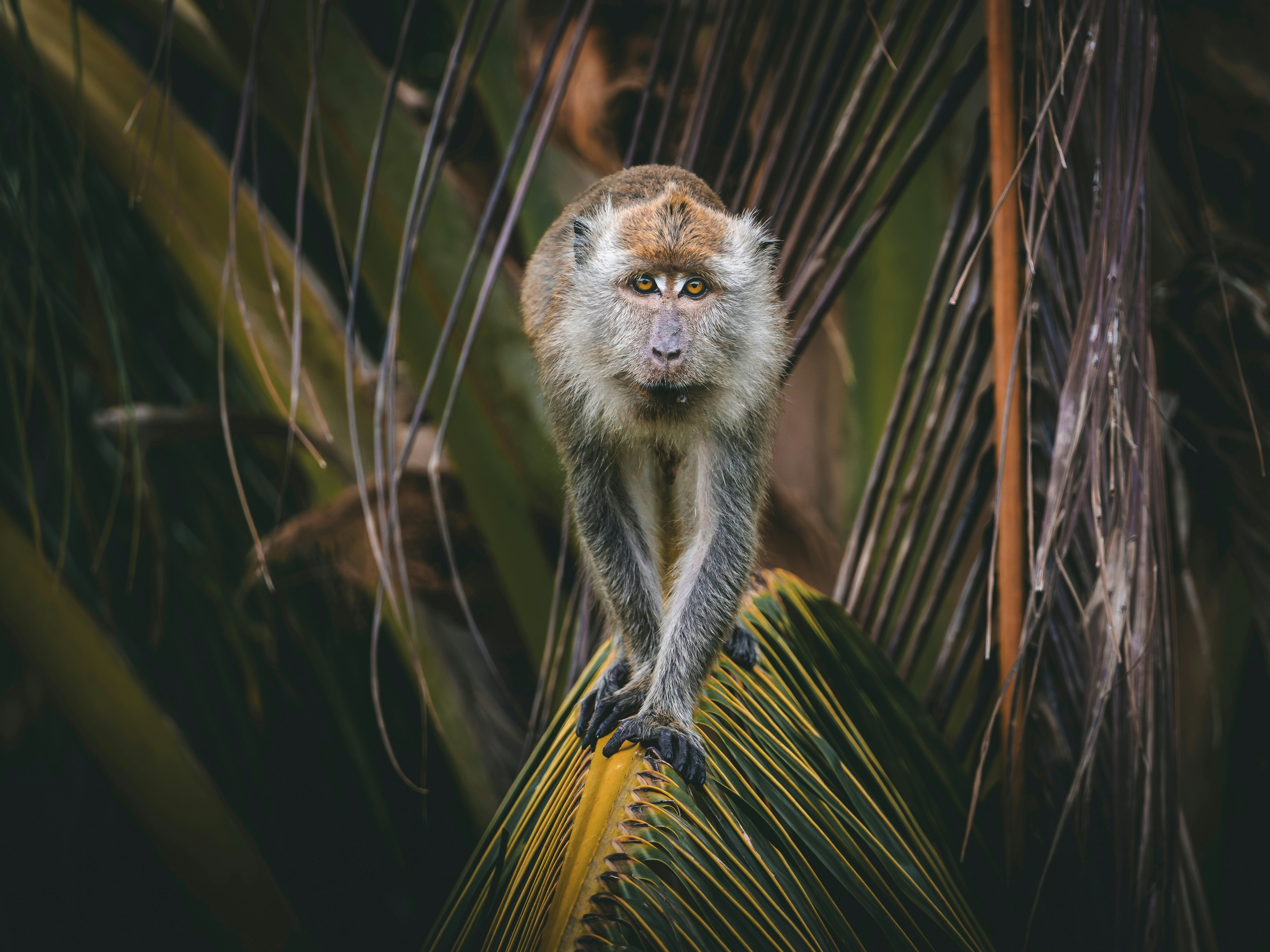 A long-tailed macaque in the rainforest in Borneo.