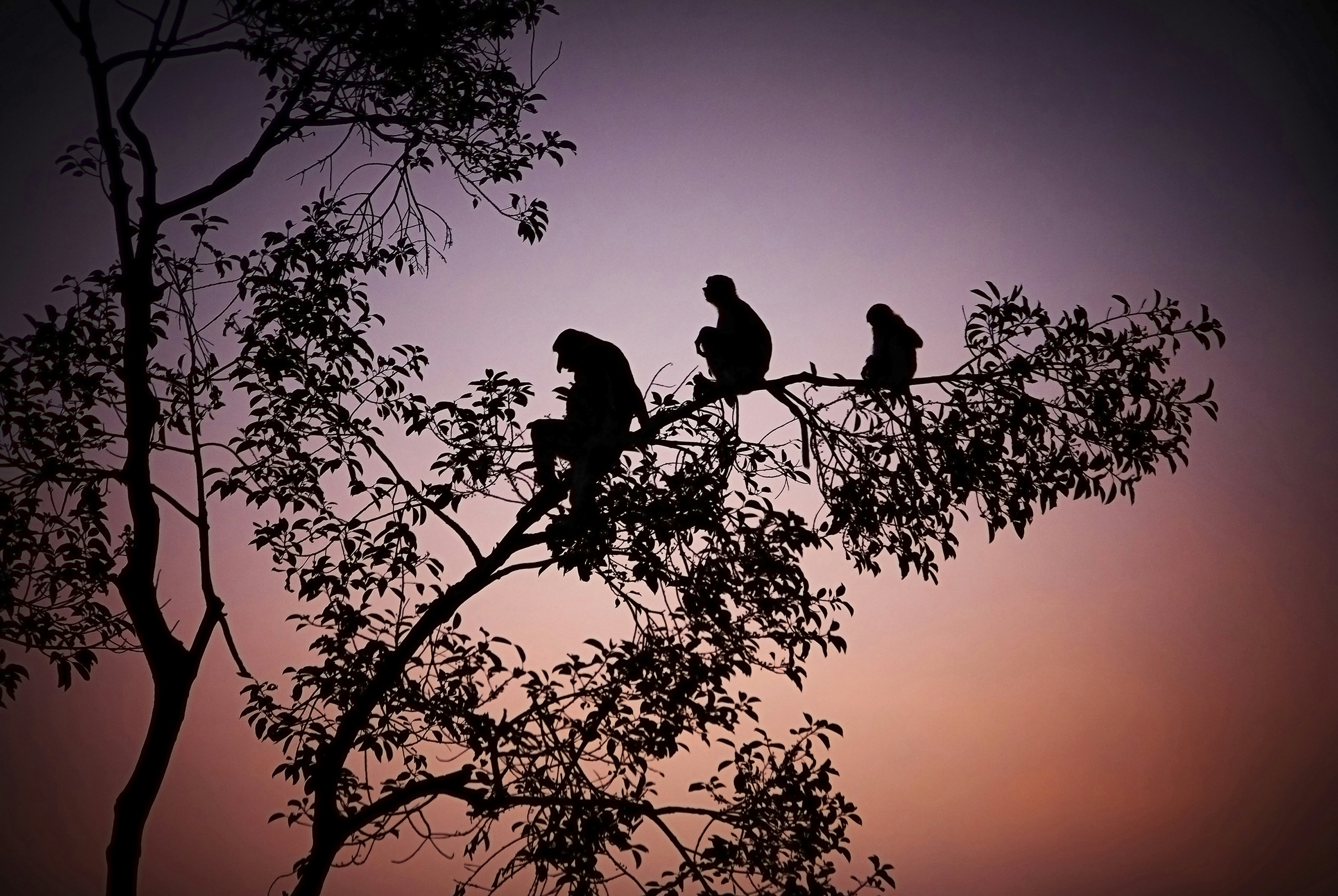 Proboscis monkeys silhouetted at sunset