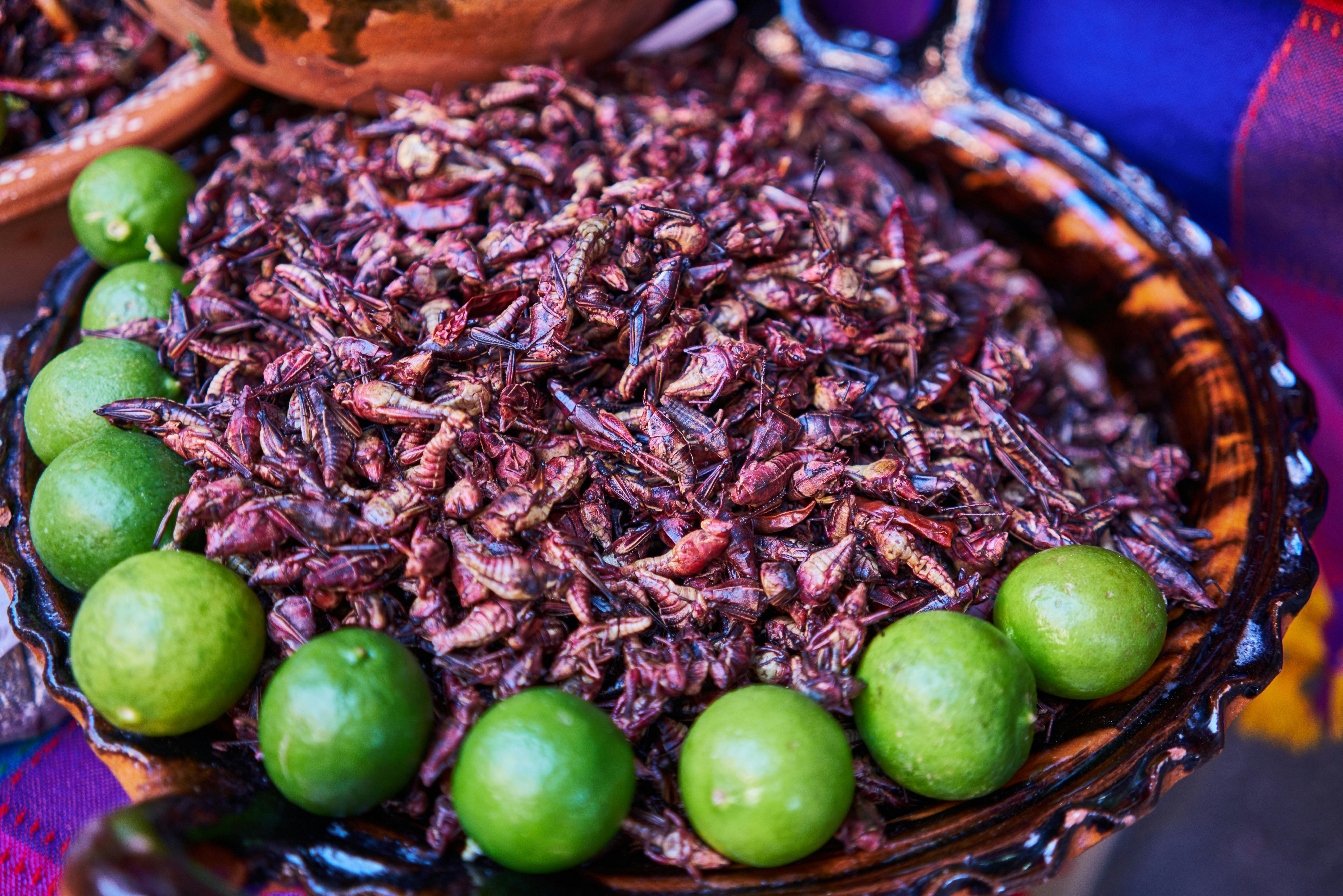 Eatable grasshoppers with limes in a bowl: chapulin mexican food,