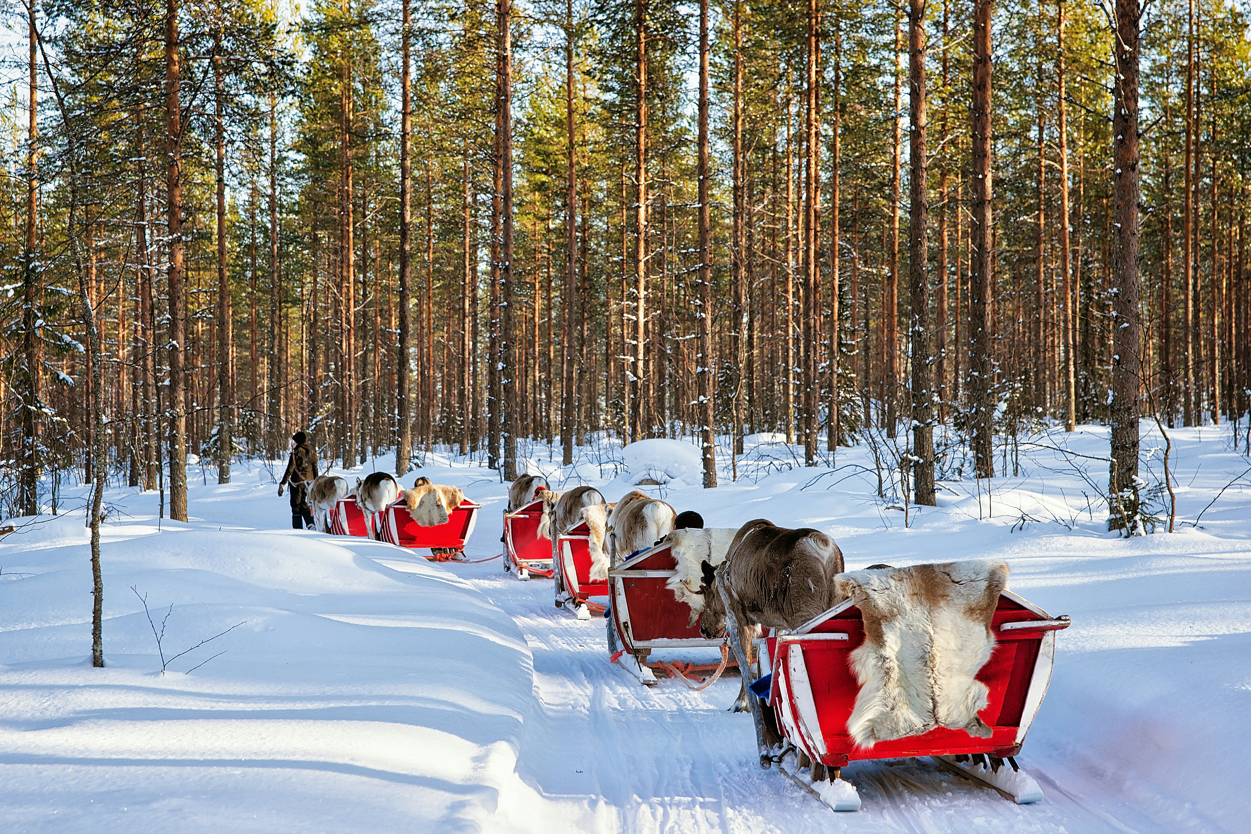 A caravan of reindeer pulling red sleds through a snowy forest in Finland.