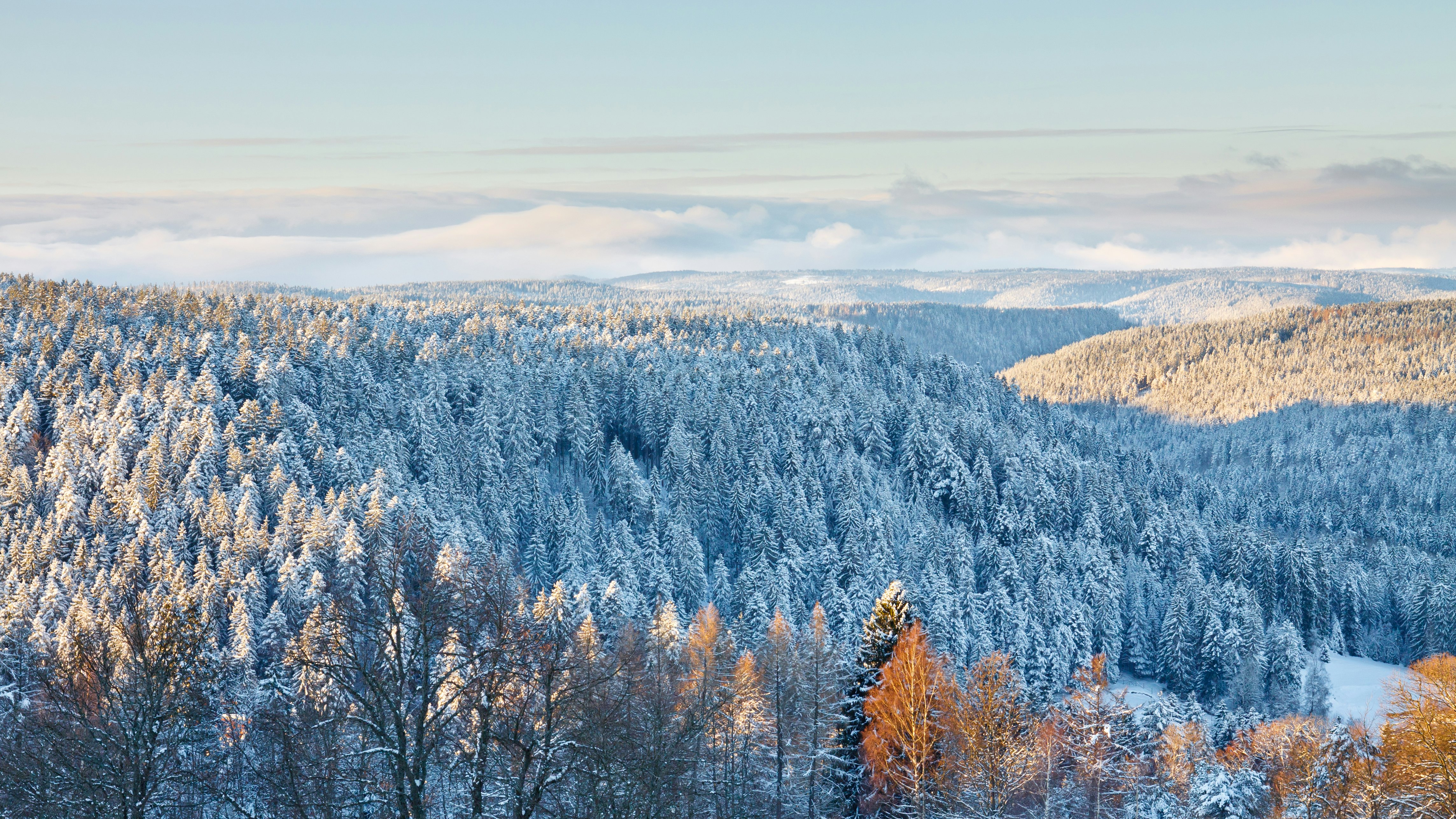 Snow coats a forest of evergreen trees