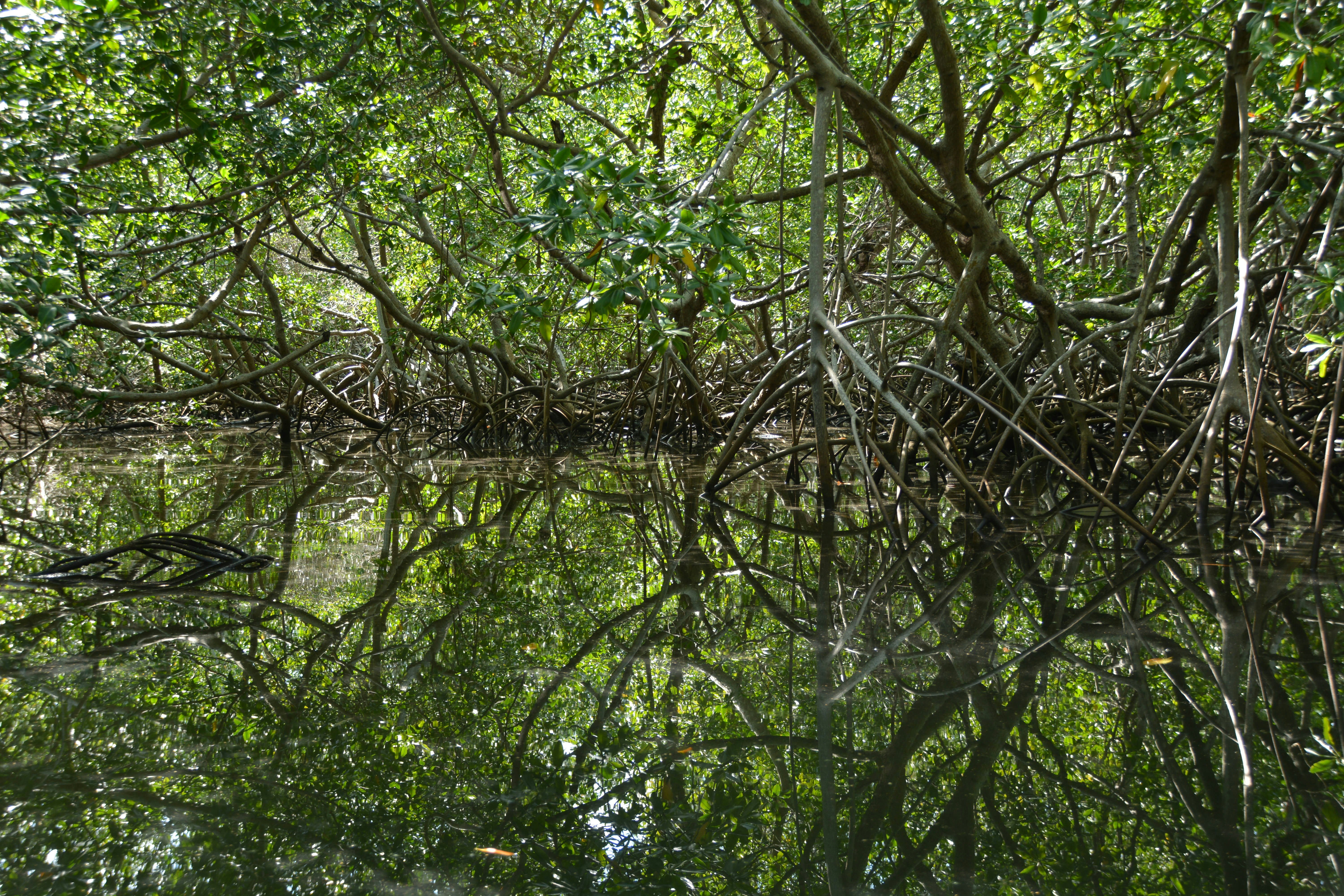 Mystical reflections of the roots of mangroves on water in the mangrove forest.