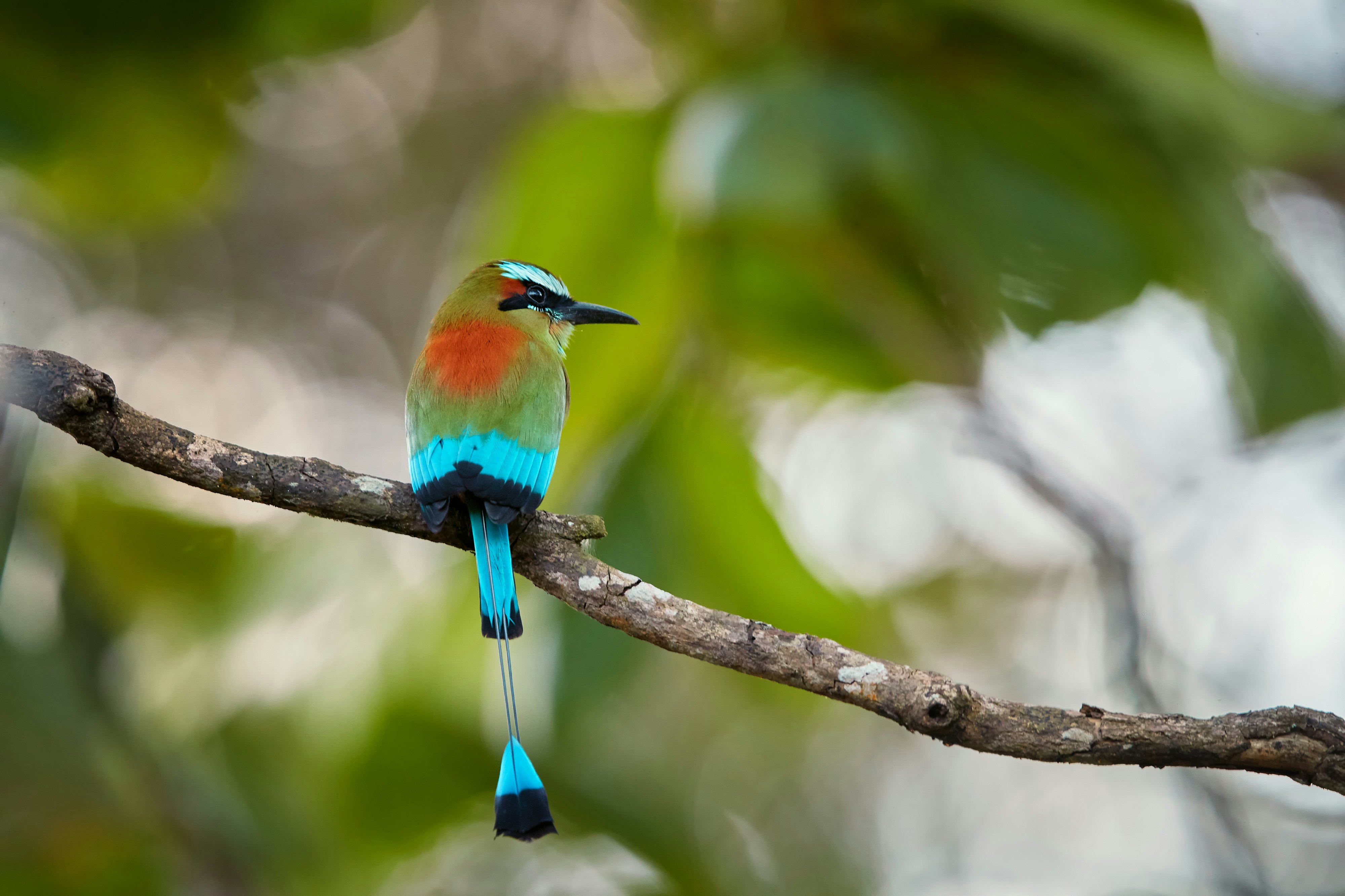 A turquoise-browed bird with a green and red marking on its back on a branch in a forest.