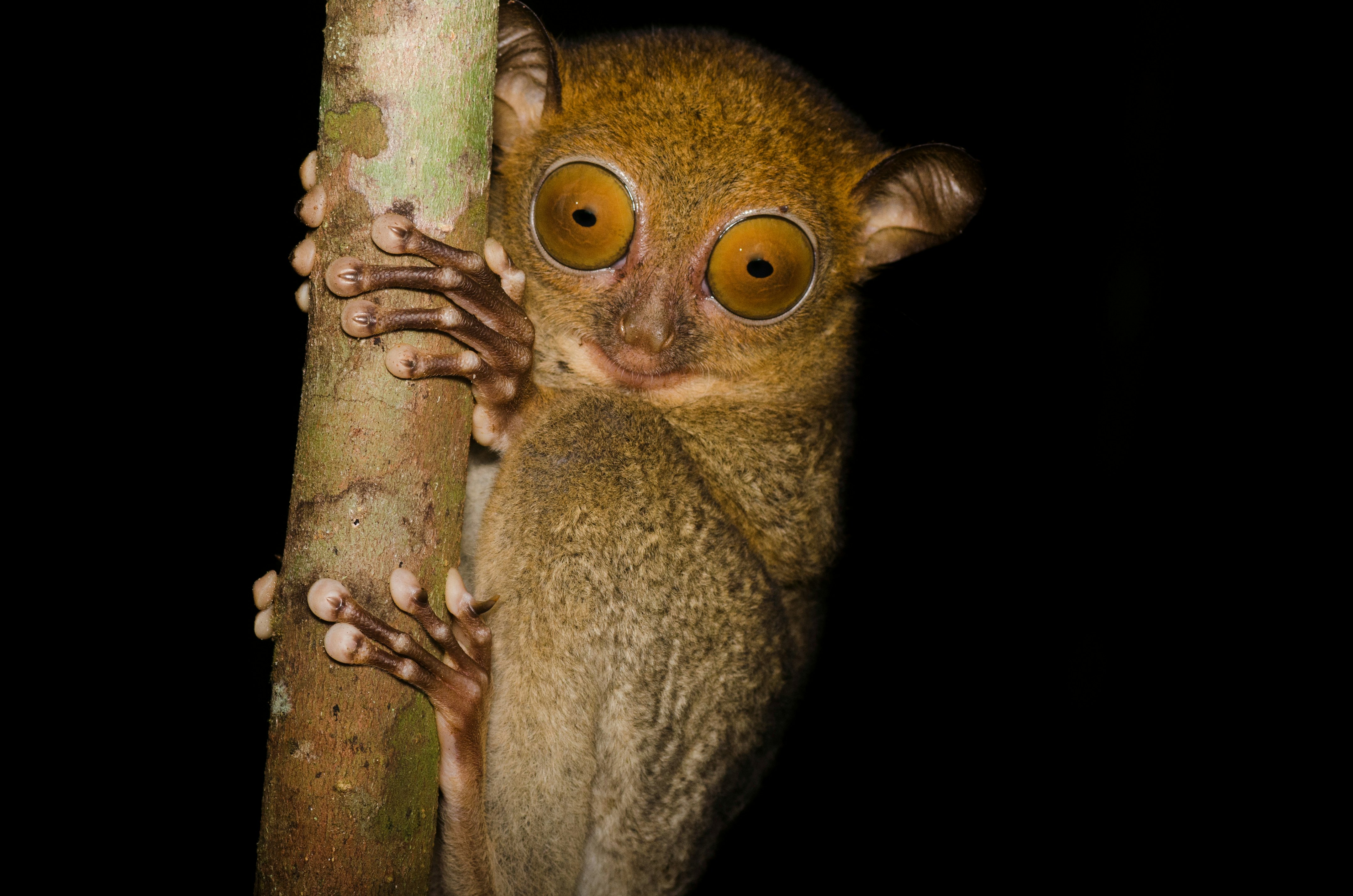 An owl-like creature with large eyes, clinging to a branch in the pitch-black darkness