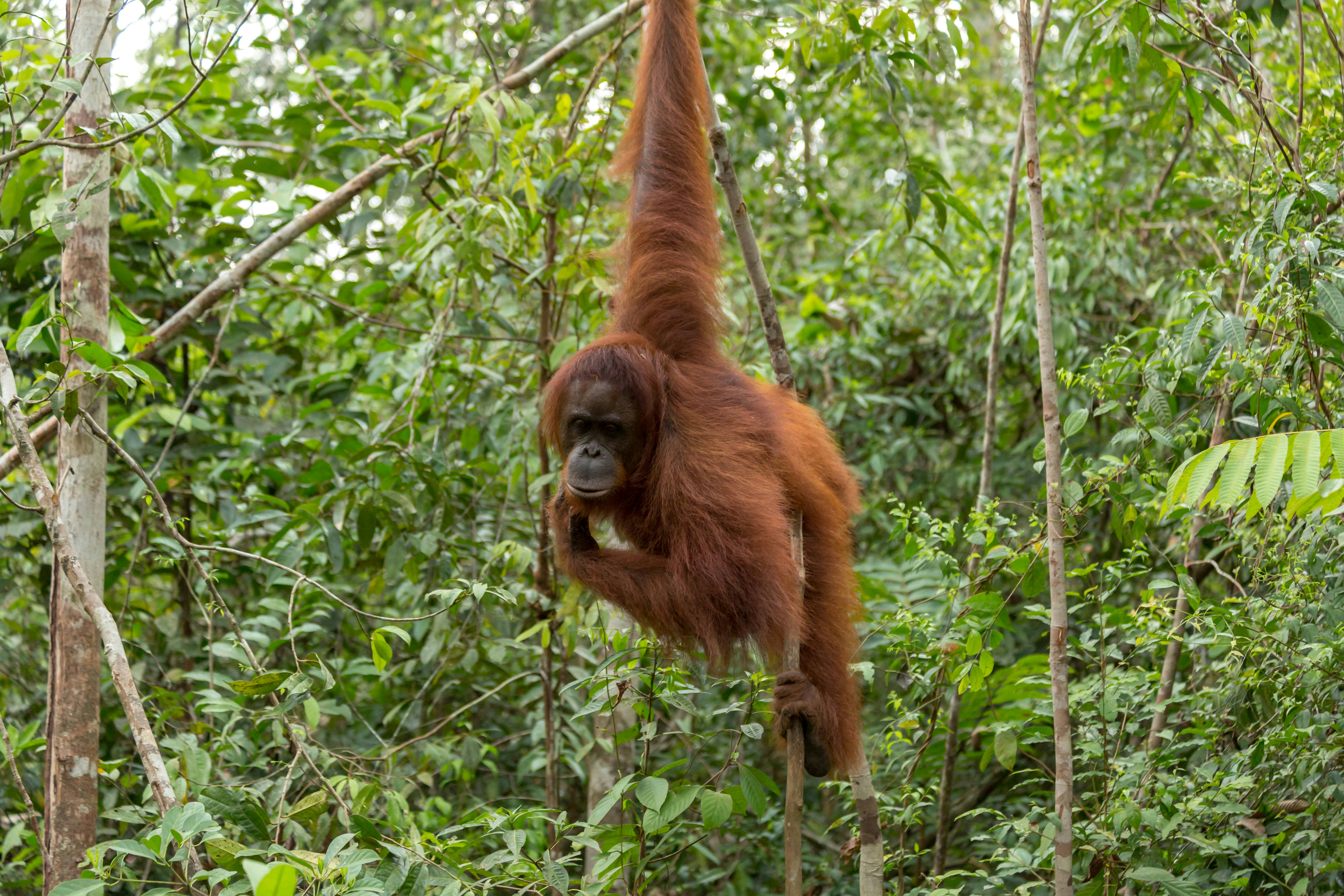 An orangutan hanging on a tree branch in a green forest