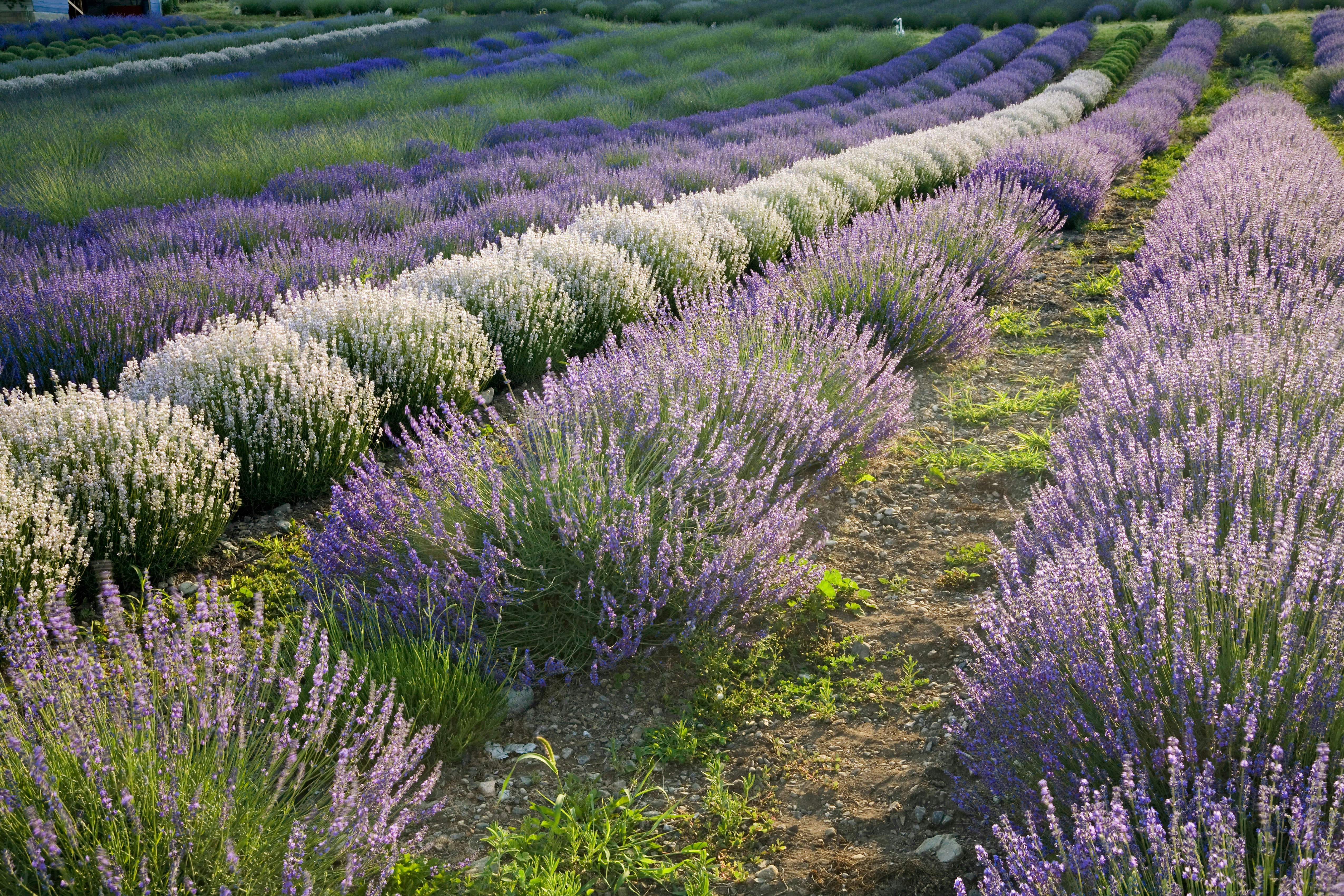Lavender field, Okanagan County, British Columbia, Canada