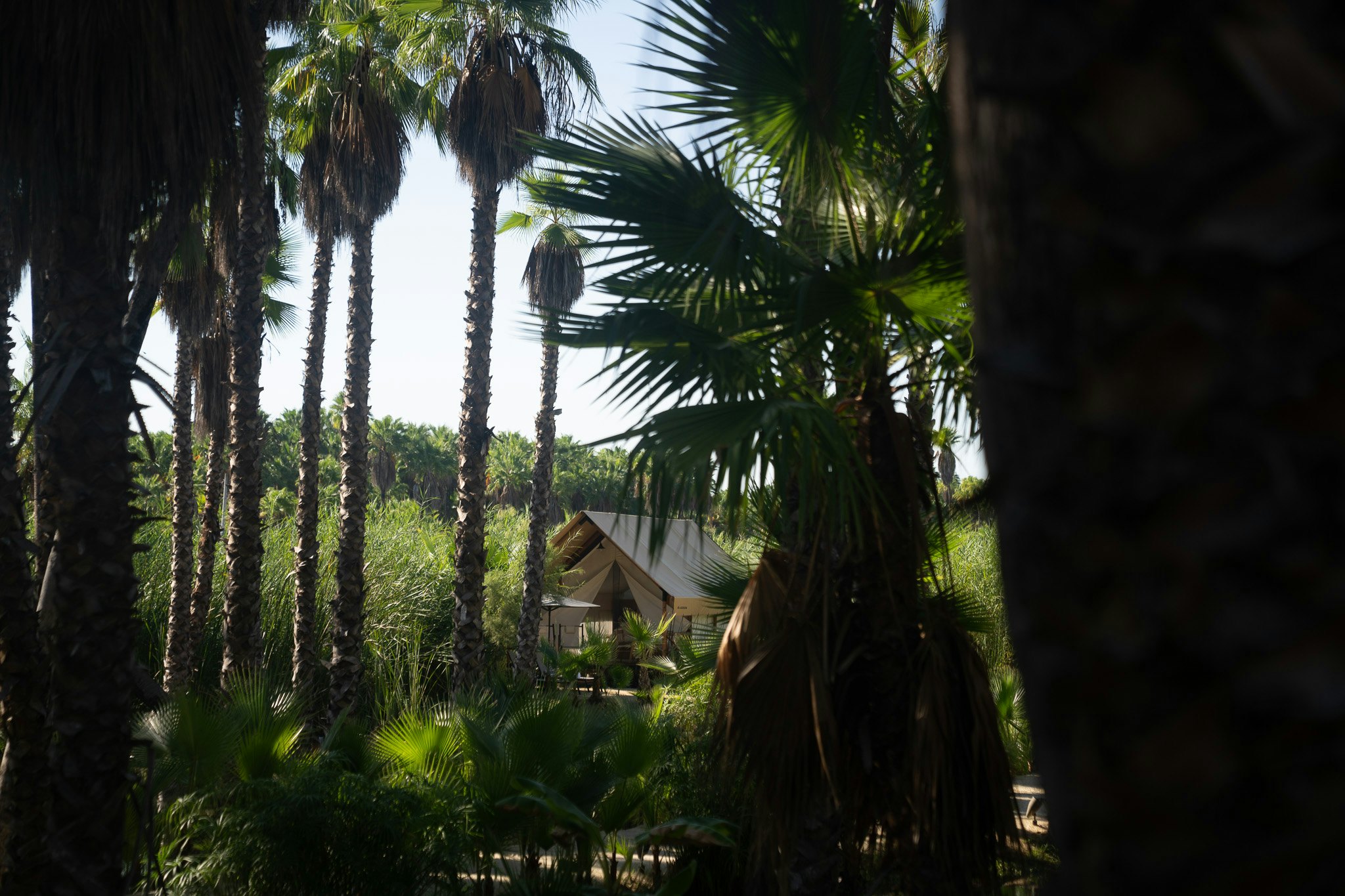A hut sits in the midst of palm trees and a green forest