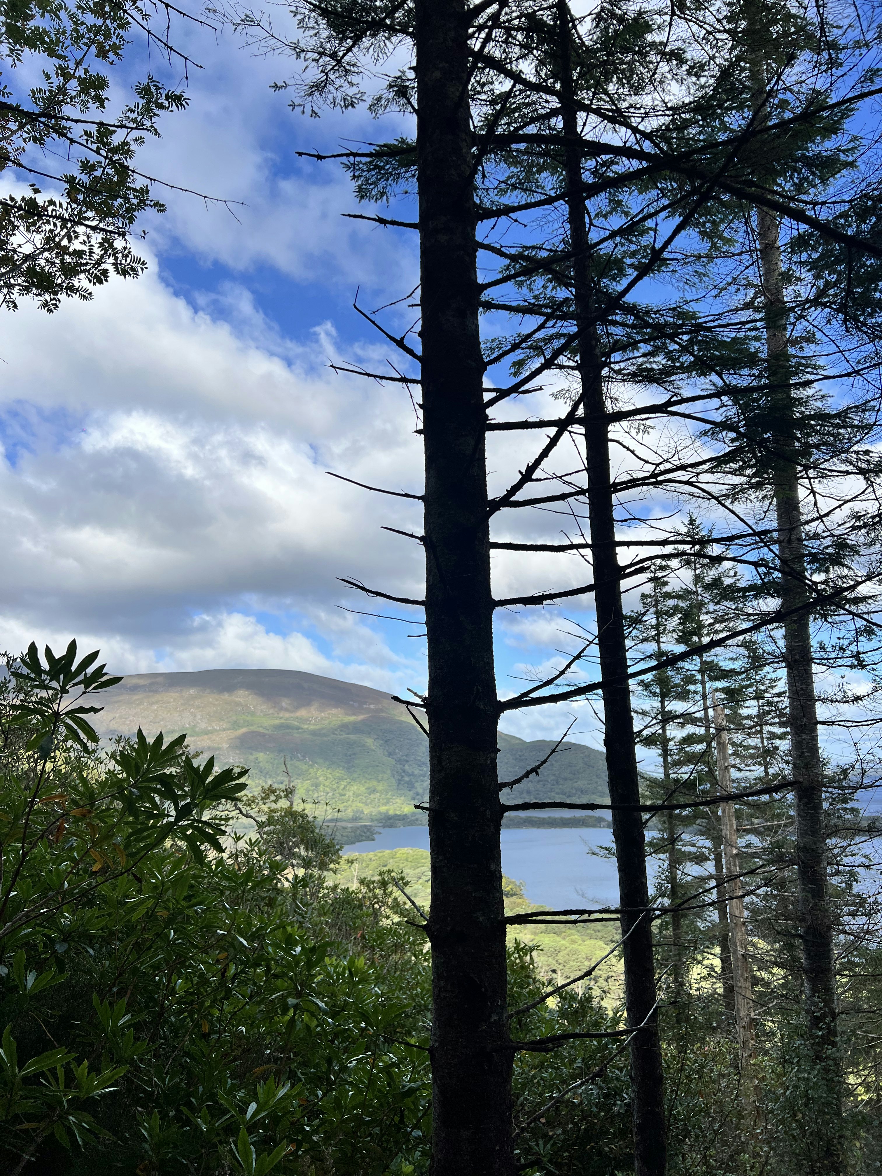 The silhouette of a tall tree.