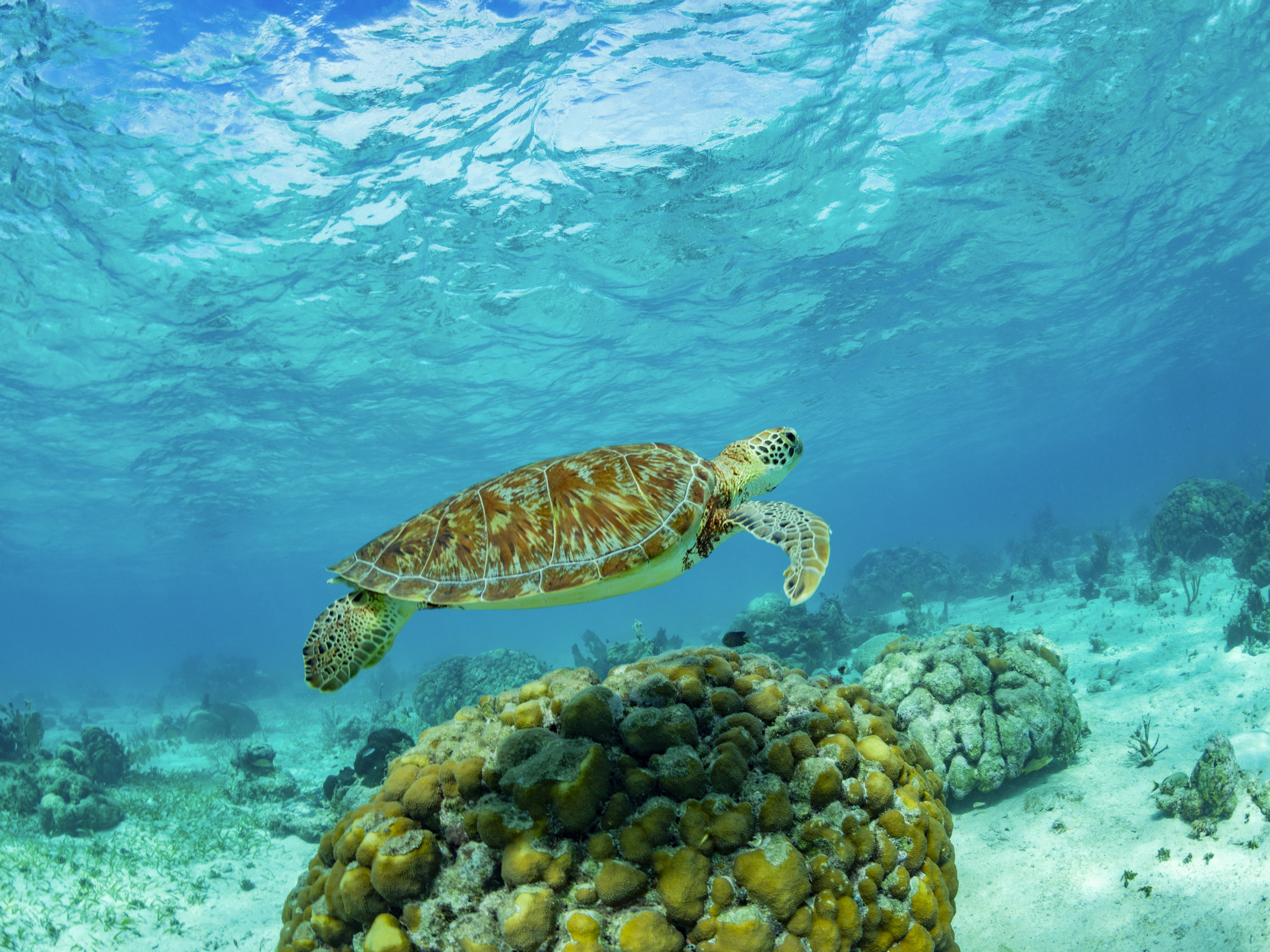 Green sea turtle (Chelonia mydas), surfacing for air near Caye Caulker, inside the Mesoamerican Barrier Reef, Belize