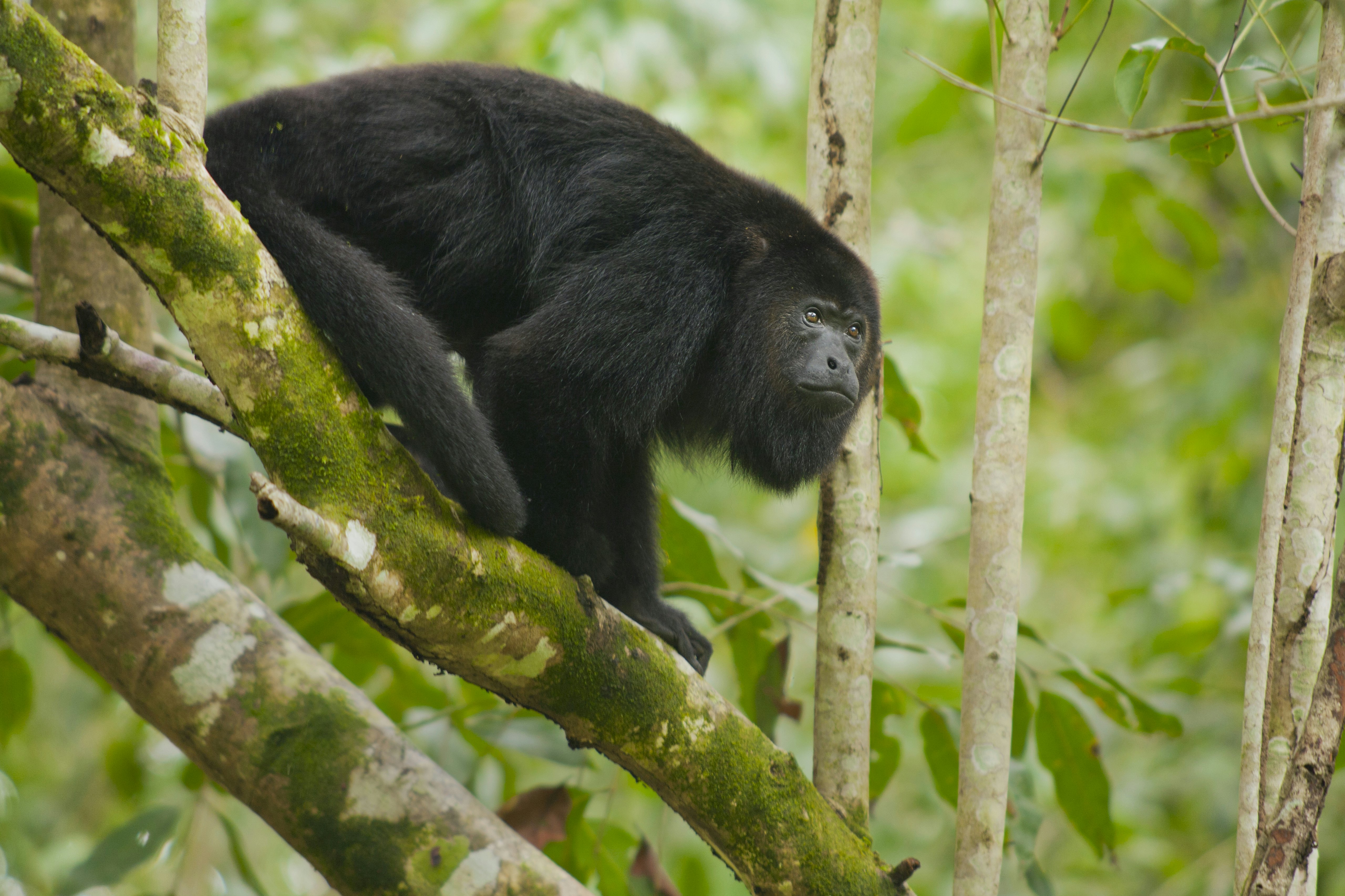 A black howler monkey perches on a tree in a forest