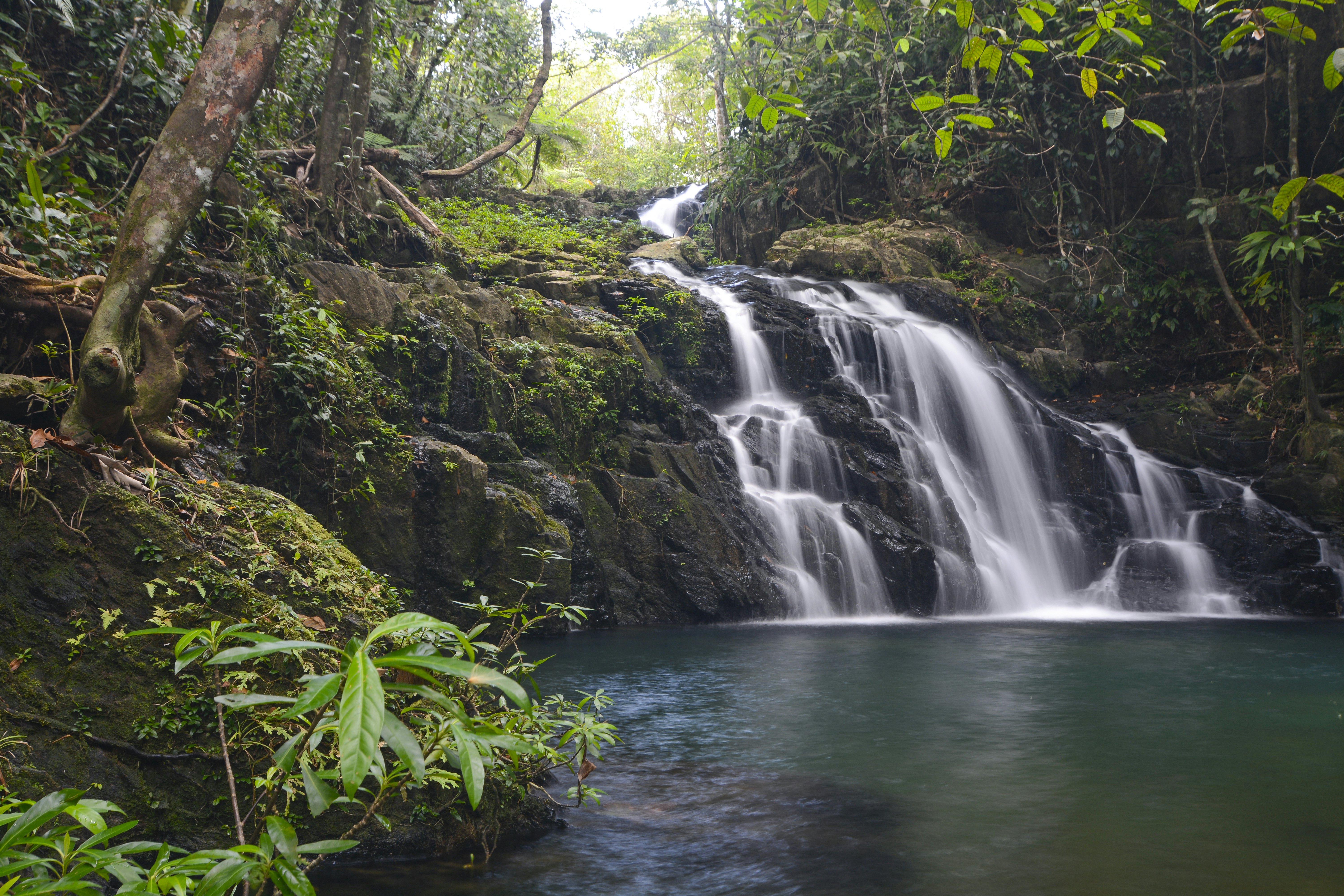 A waterfall descends to a pool in a rainforest.