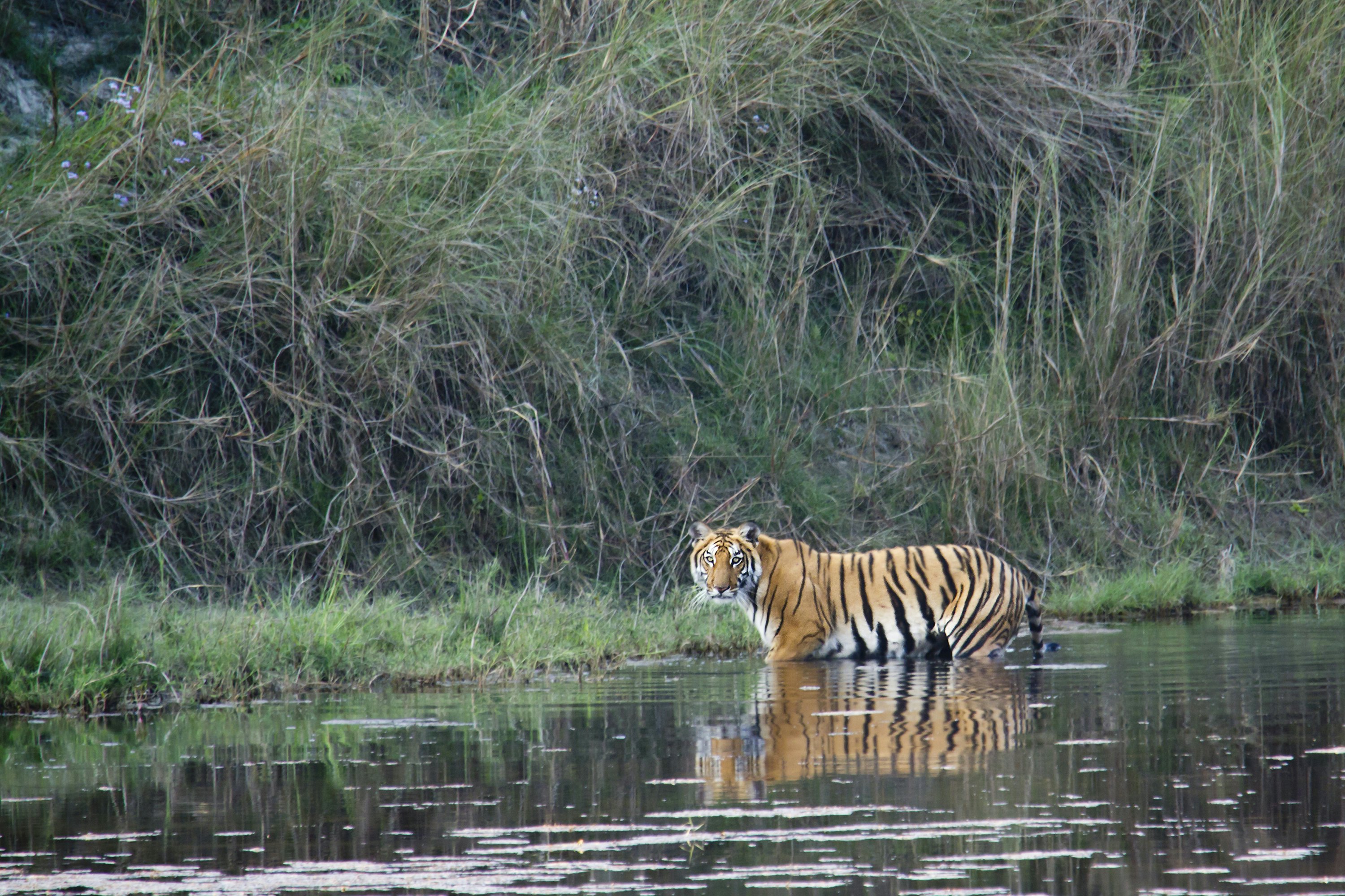 A wild tiger wades into a lake, with dense vegetation visible on the shore.