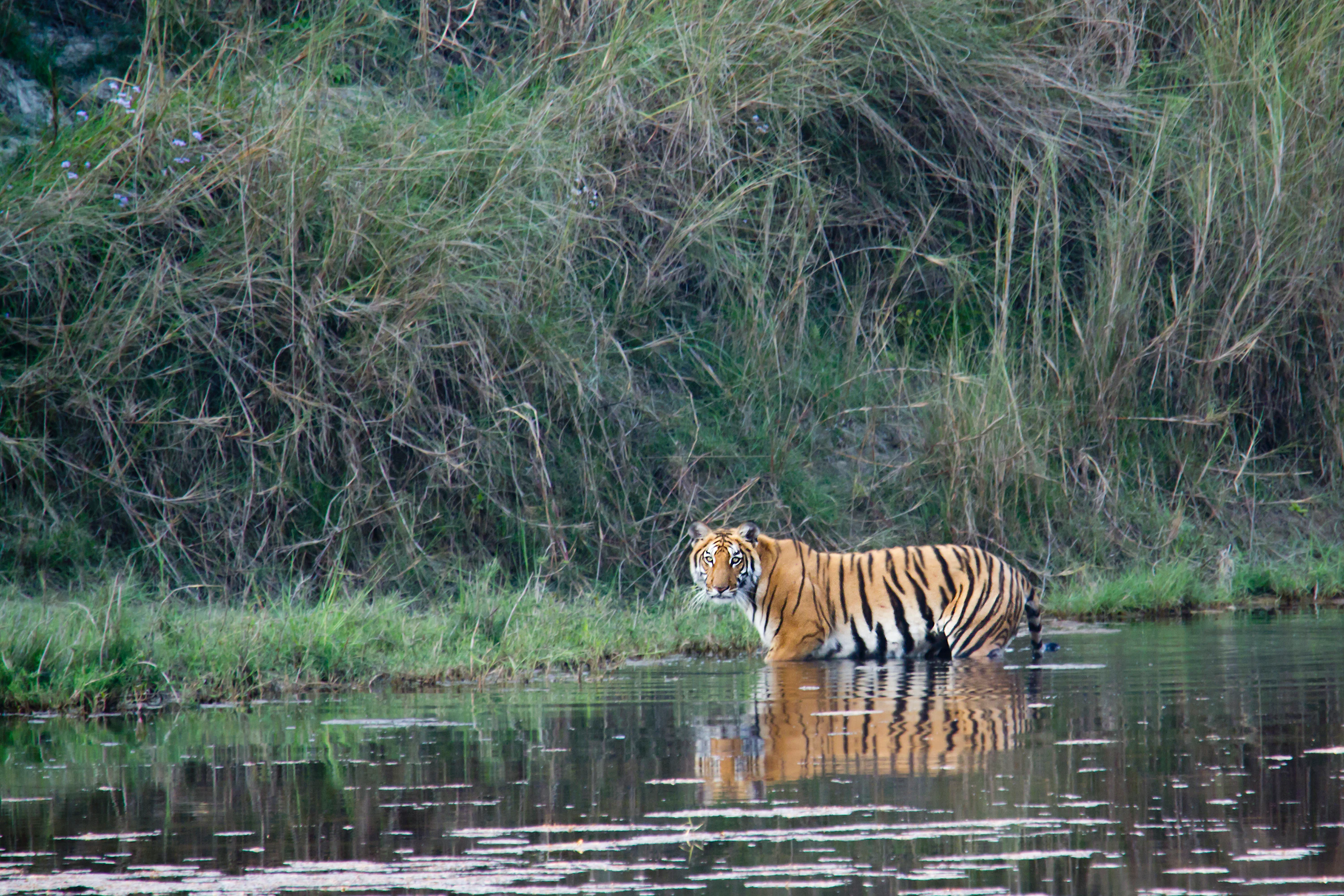 A wild tiger wades into a lake, with dense vegetation visible on the shore.