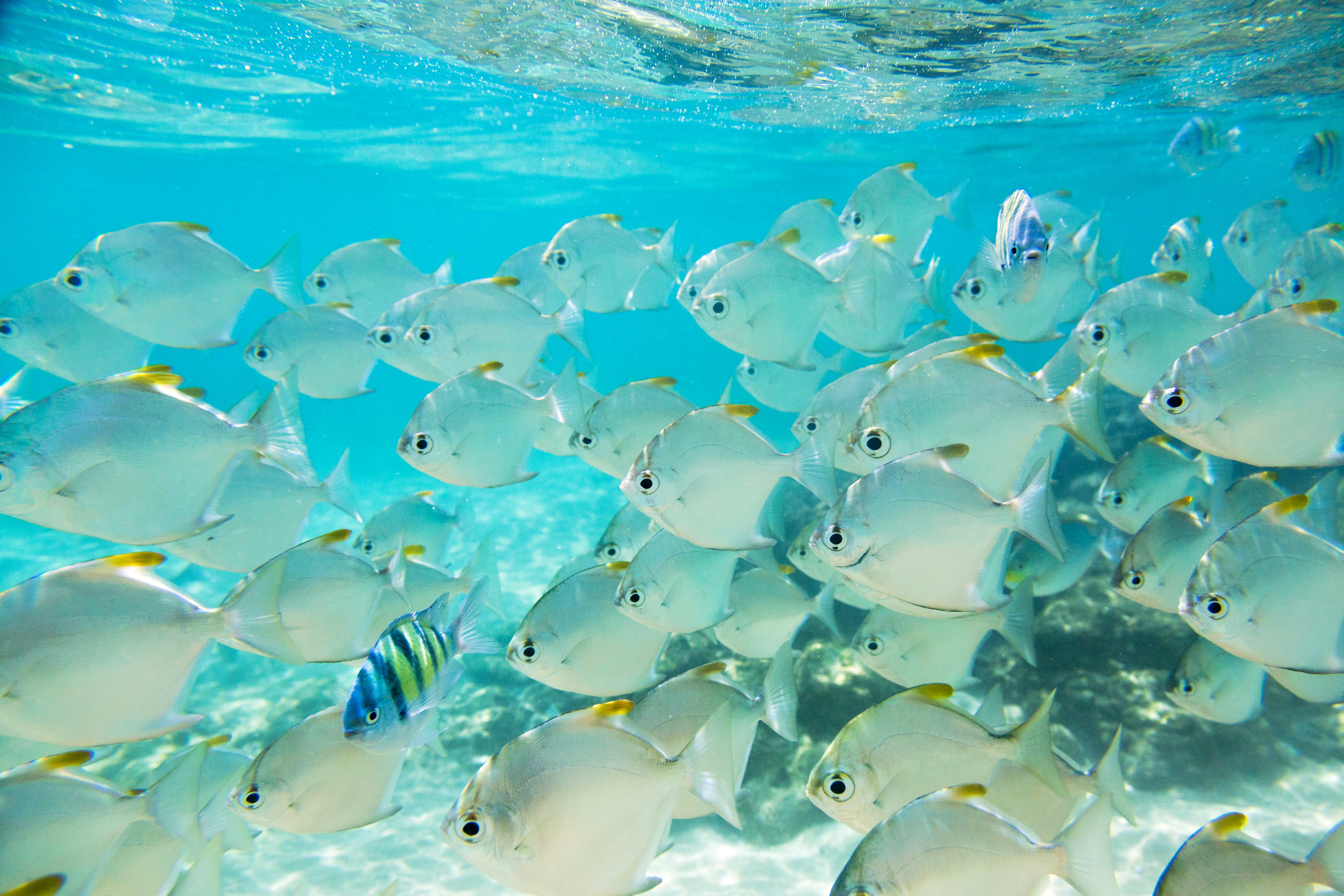 A school of fish that are almost the same color as the clear blue water they are swimming in. One blue and green striped fish stands out.