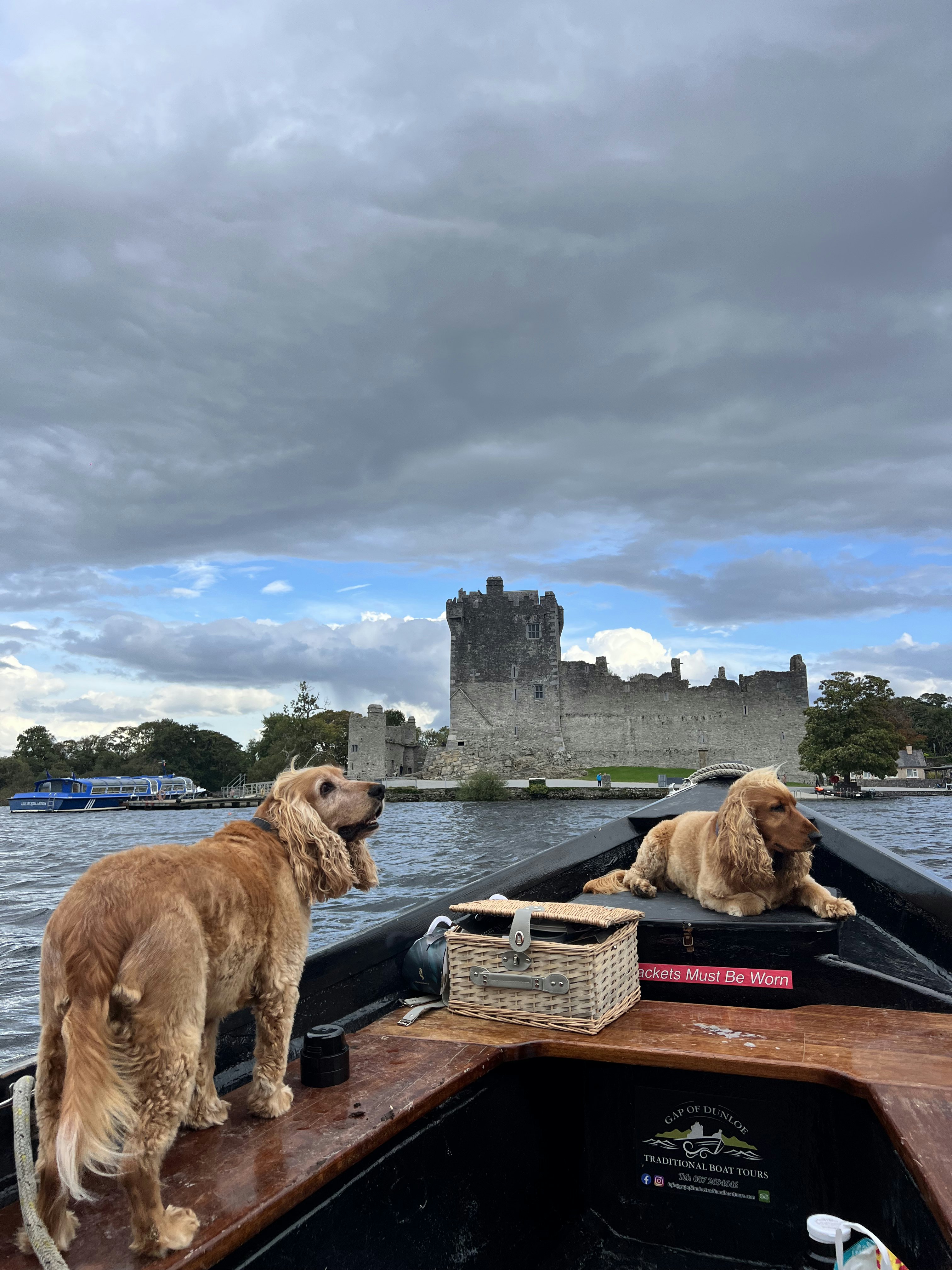 Two spaniel-type dogs on a boat that's traveling towards a castle.