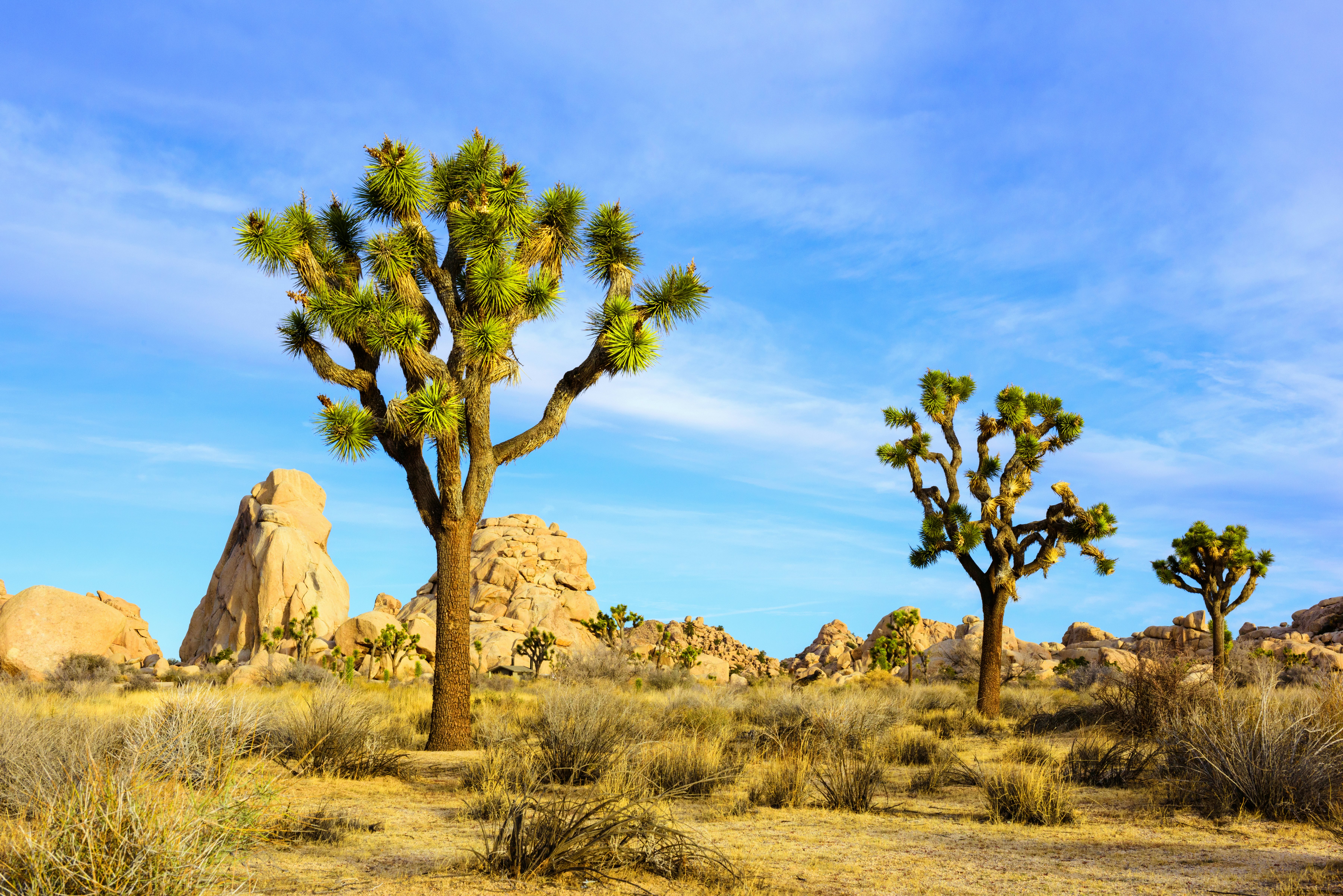 Joshua Tree National Park. Courtesy of Visit Greater Palm Springs
