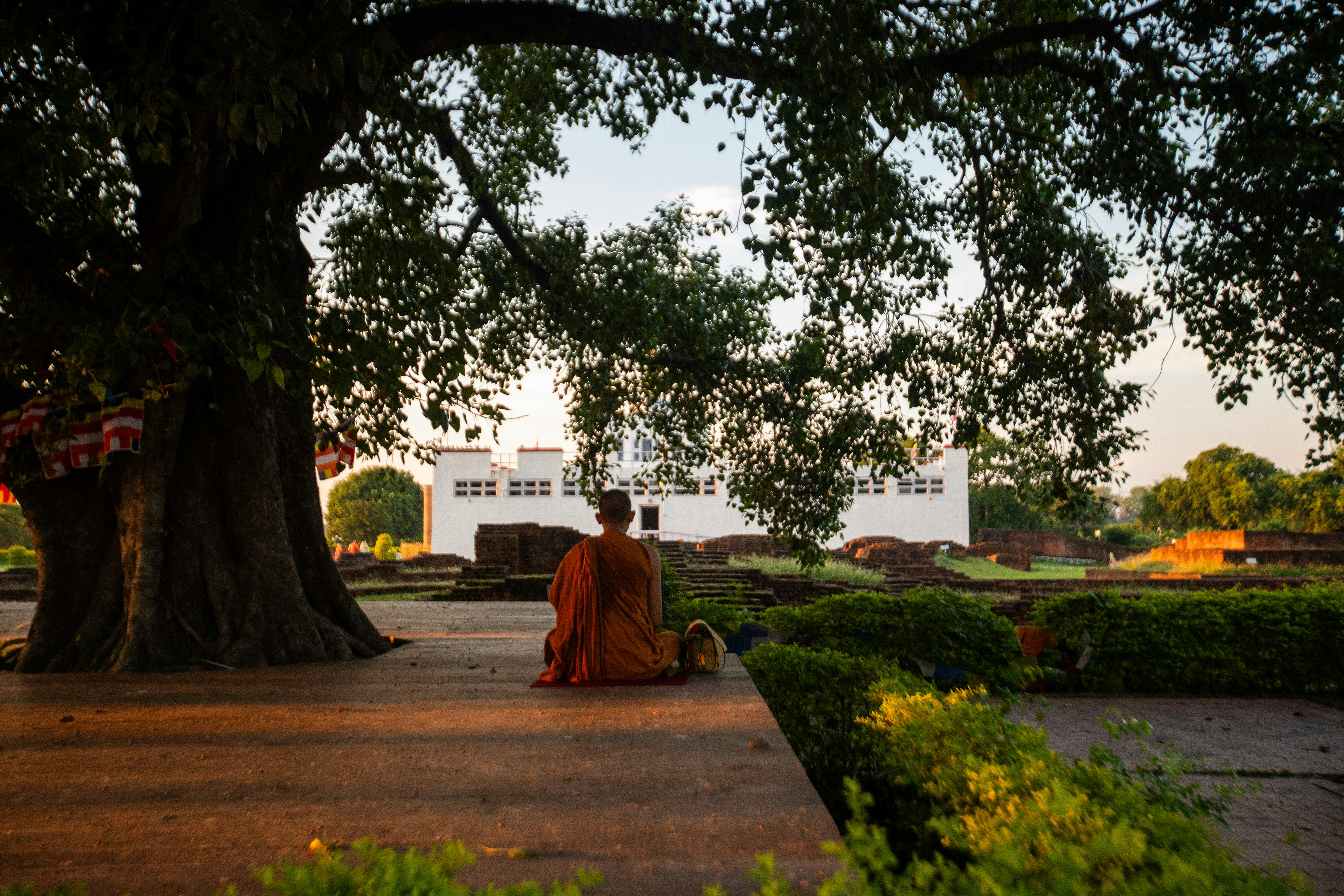 A monk in a saffron robe seen from behind sits under a large, leafy tree; a white building is in the background beyond a grassy area with a stepped path.