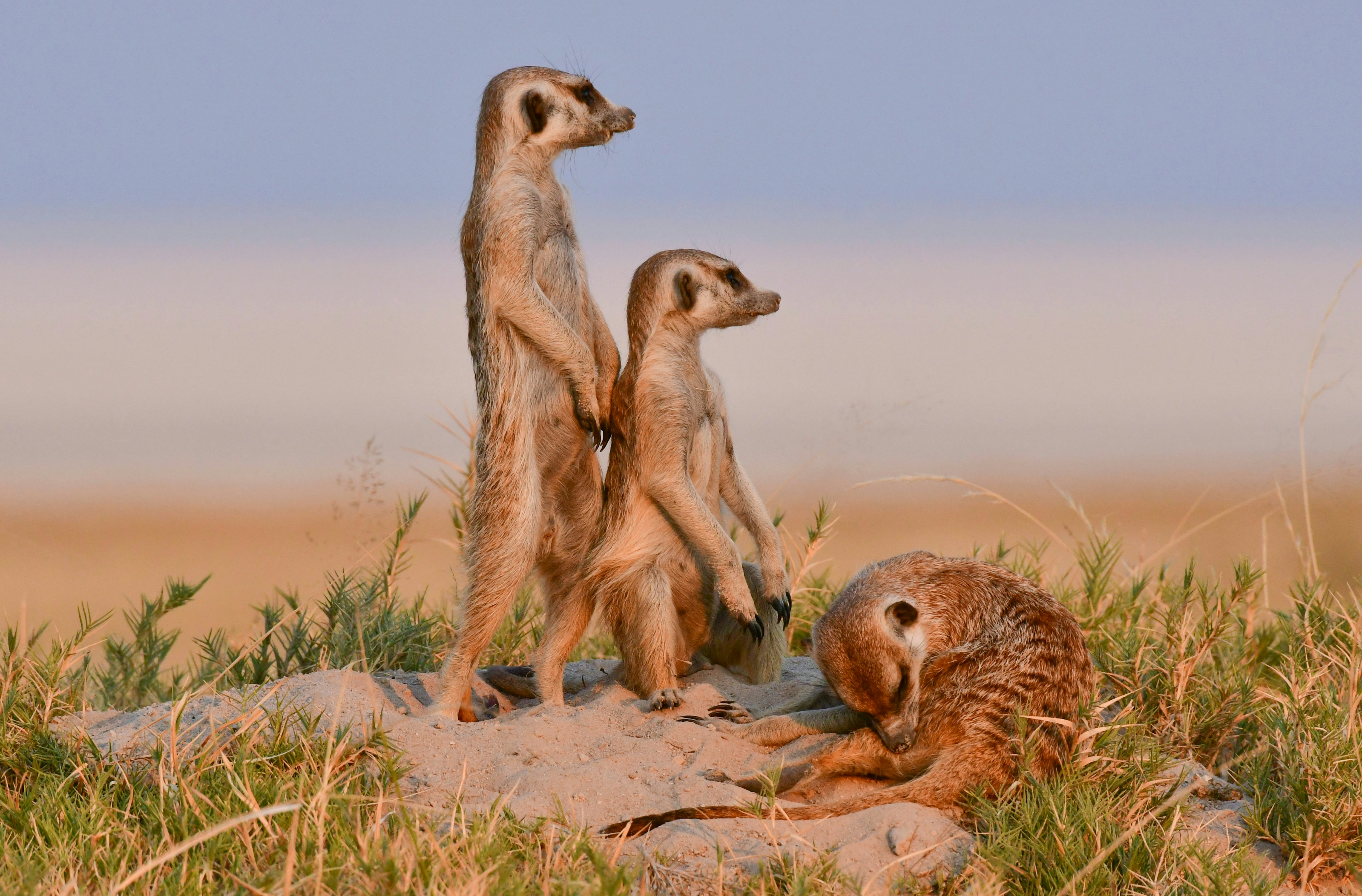 Three meerkats on a sandy patch of earth. Two look into the distance alert to dangers while the third one is grooming itself.