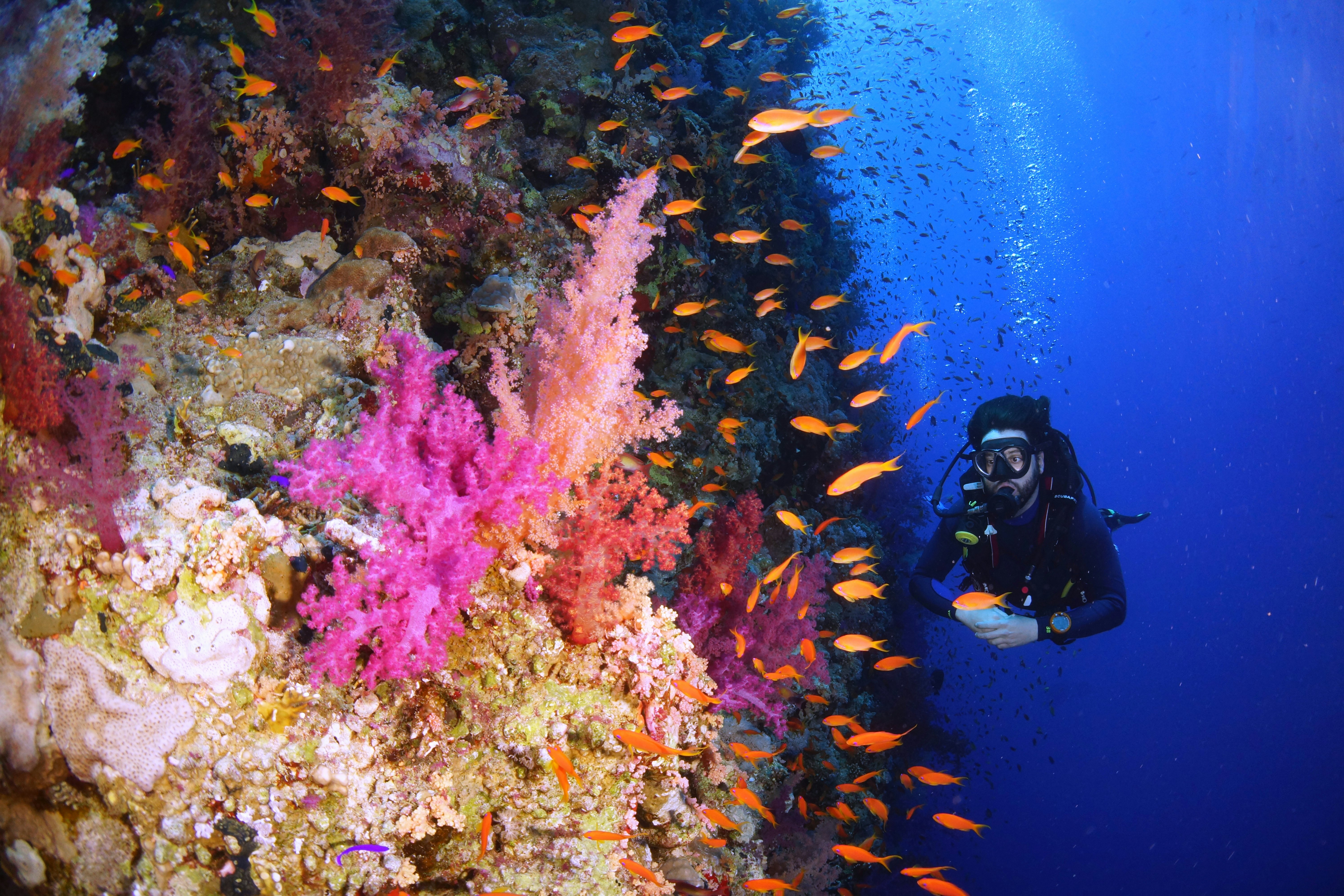 A diver passes a coral wall in Ras Mohammed National Park, Sharm El Sheikh, Egypt.
