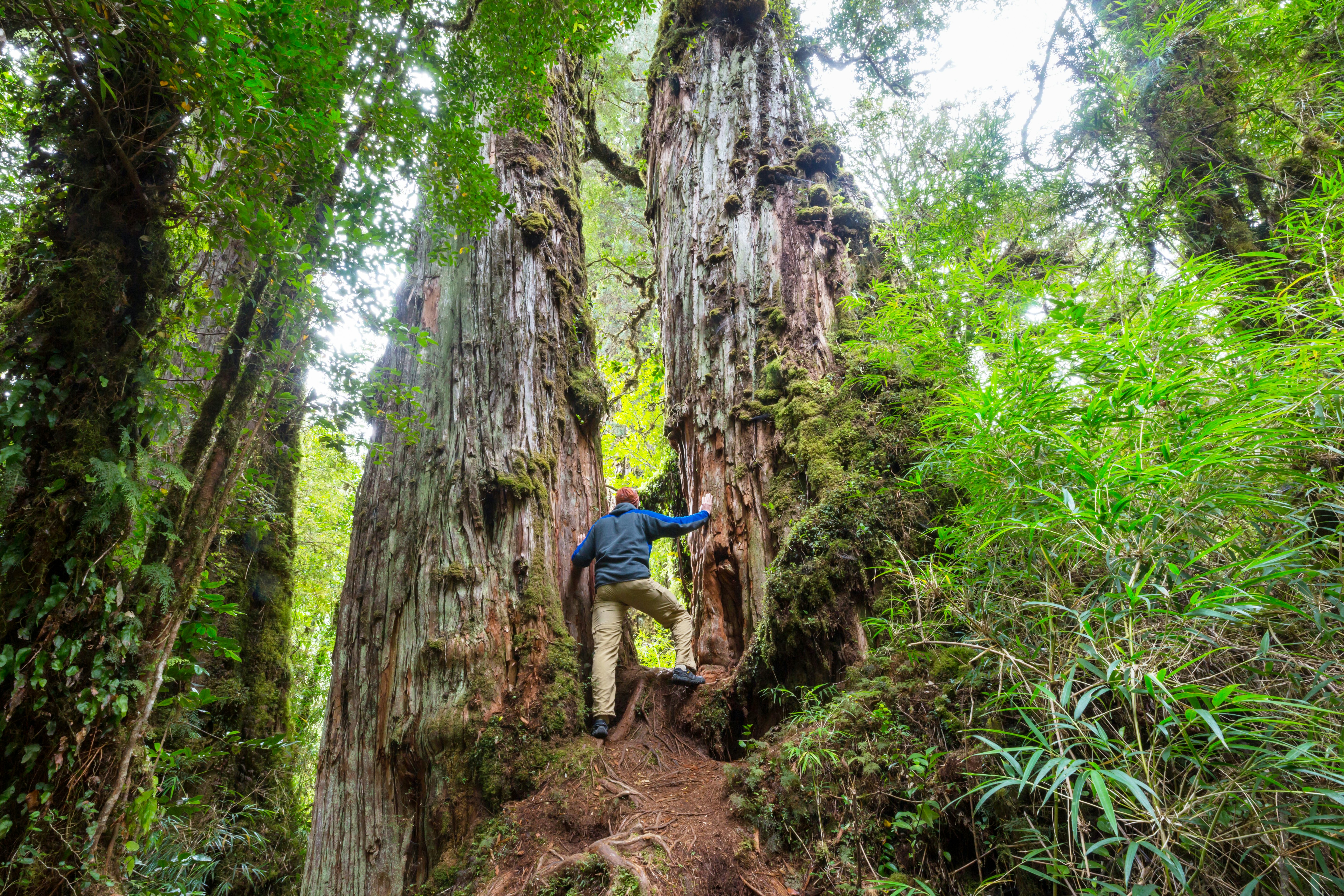 A man stands between the trunks of two huge trees in a rainforest.