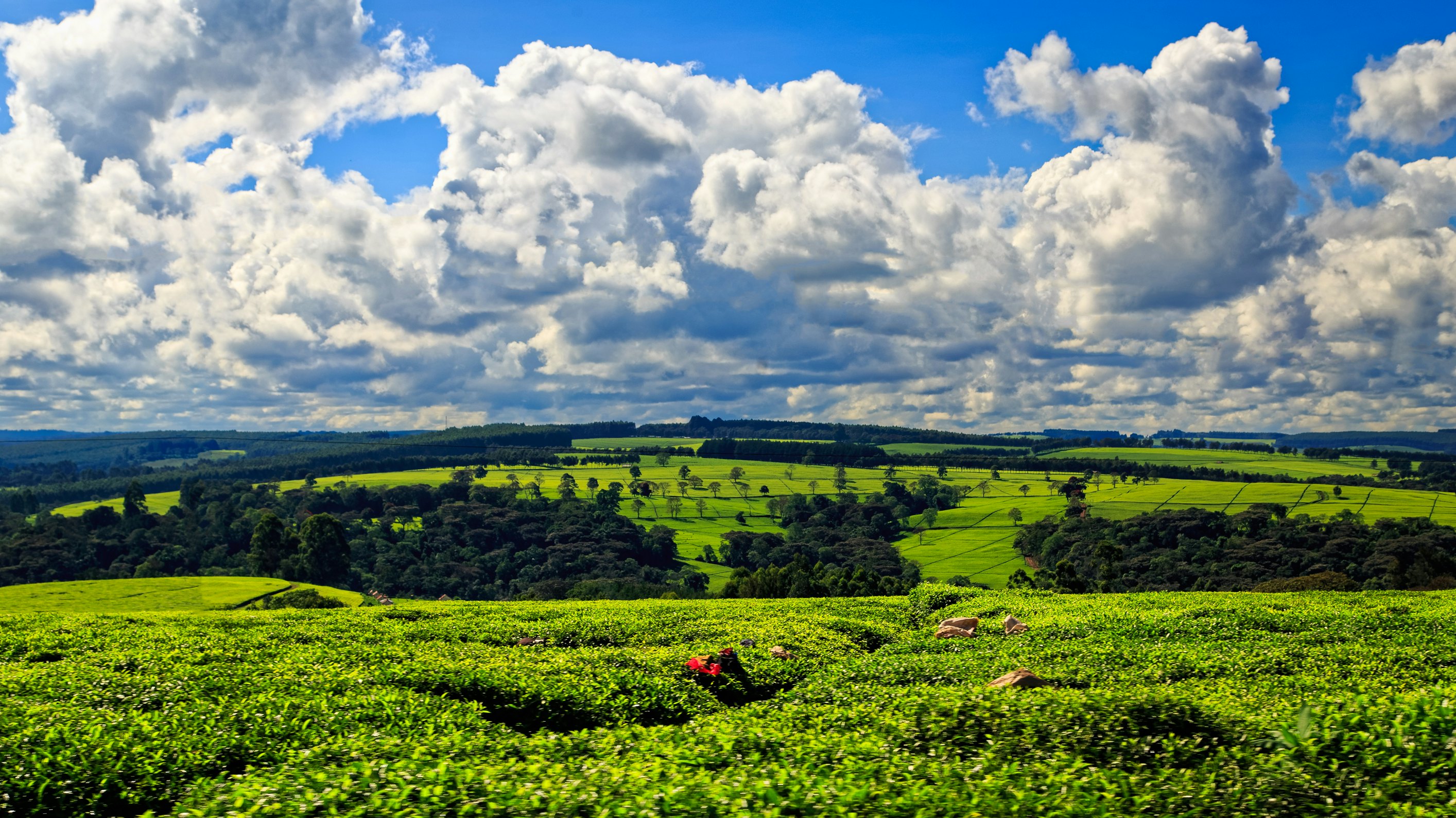Fields of green tea leaves stretching into the distance under a cloudy sky.