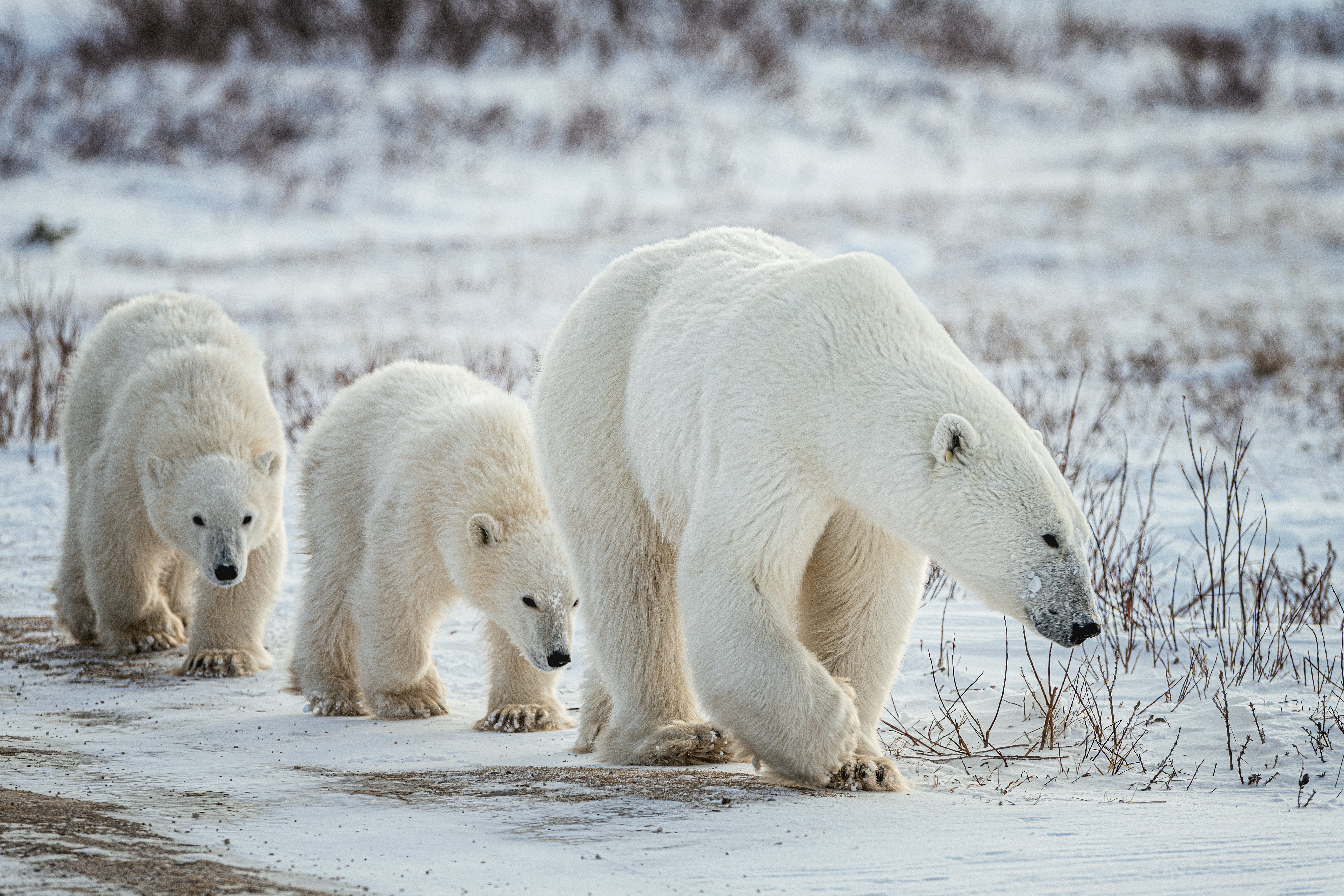 Polar bears in Churchill, Canada.