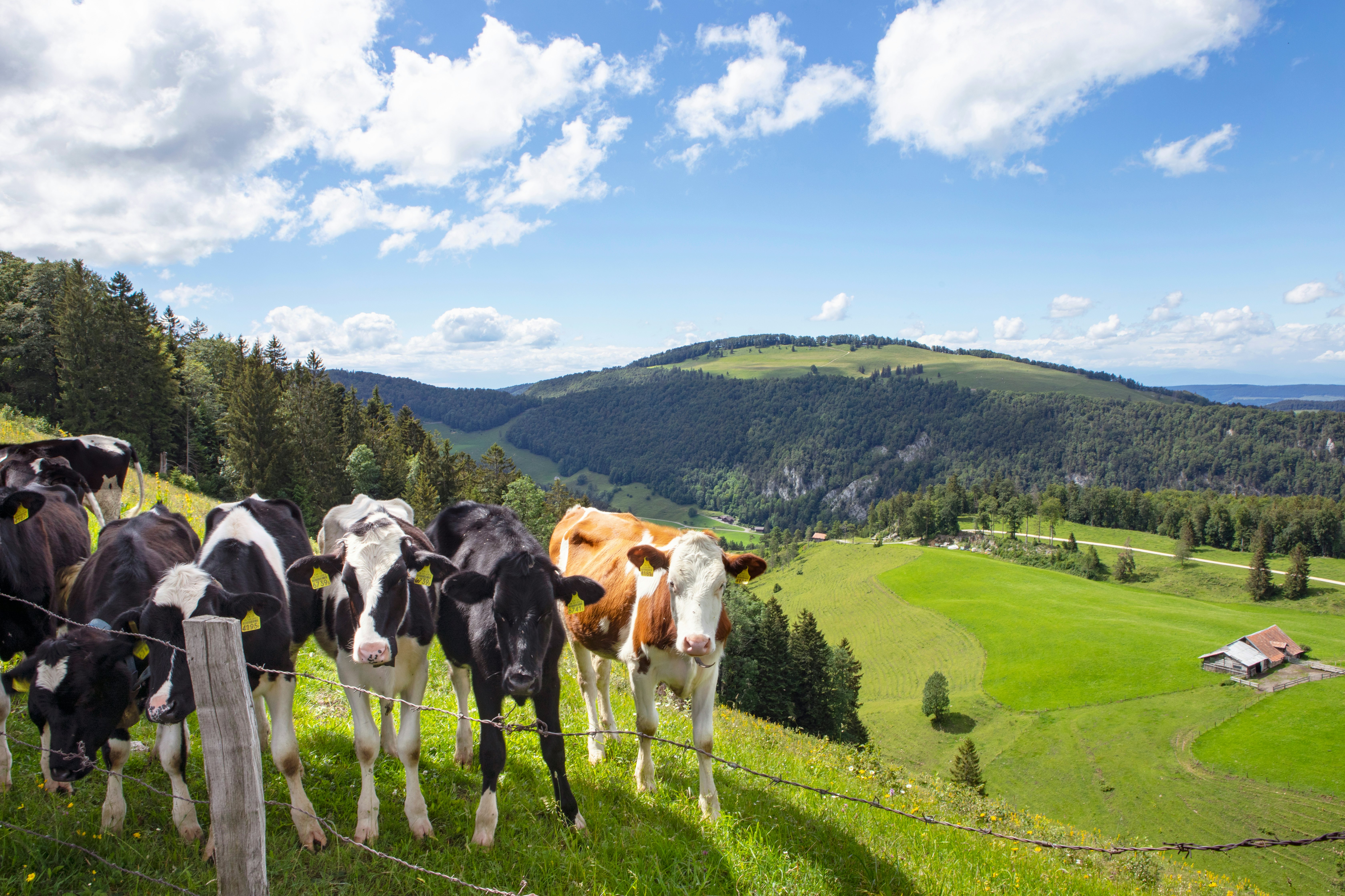 Black- and brown-spotted cows stand at a barbed wire fence at the top of a green hillside in Switzerland.
